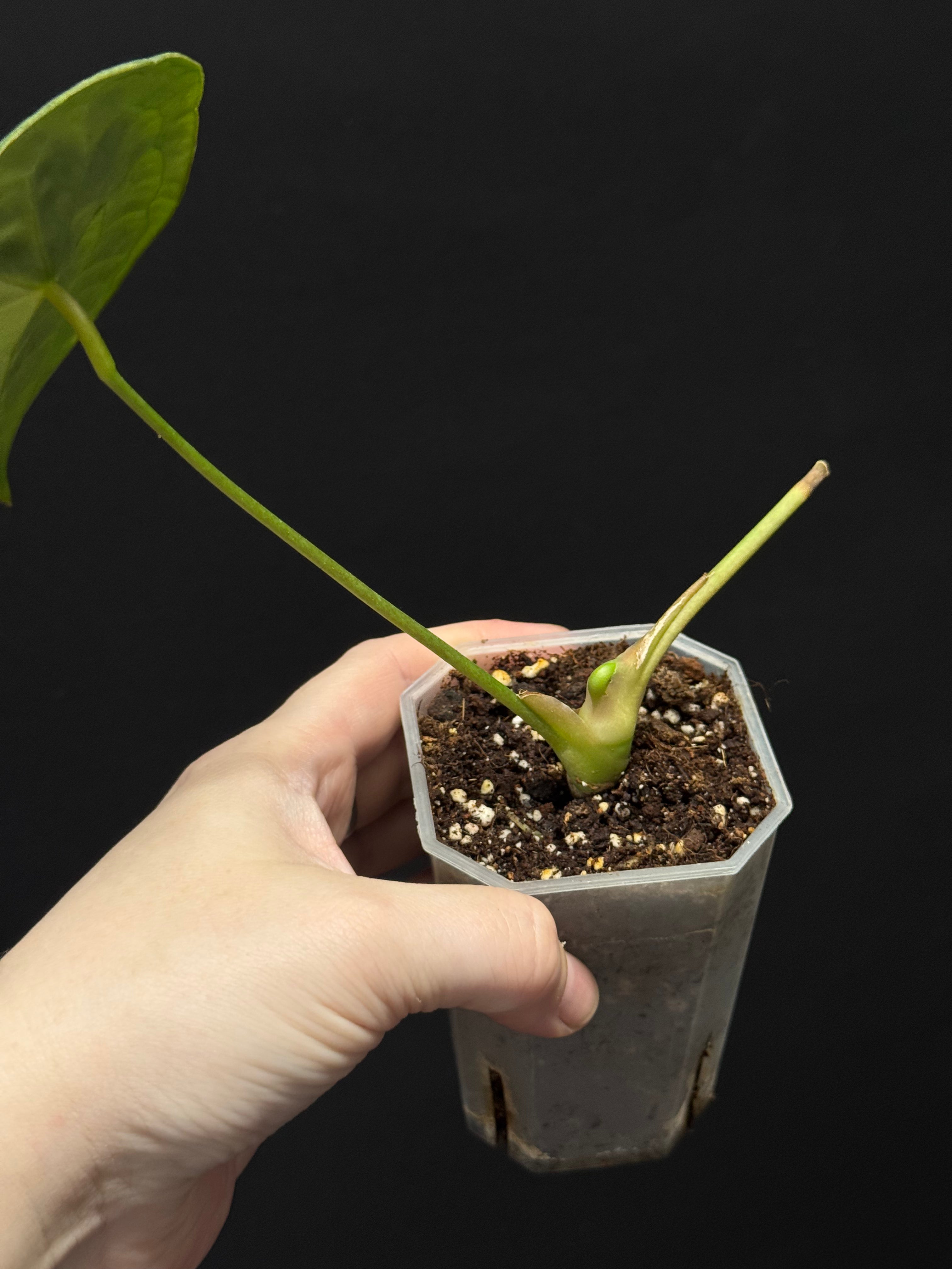Anthurium Forgetii Silver/White Stripes