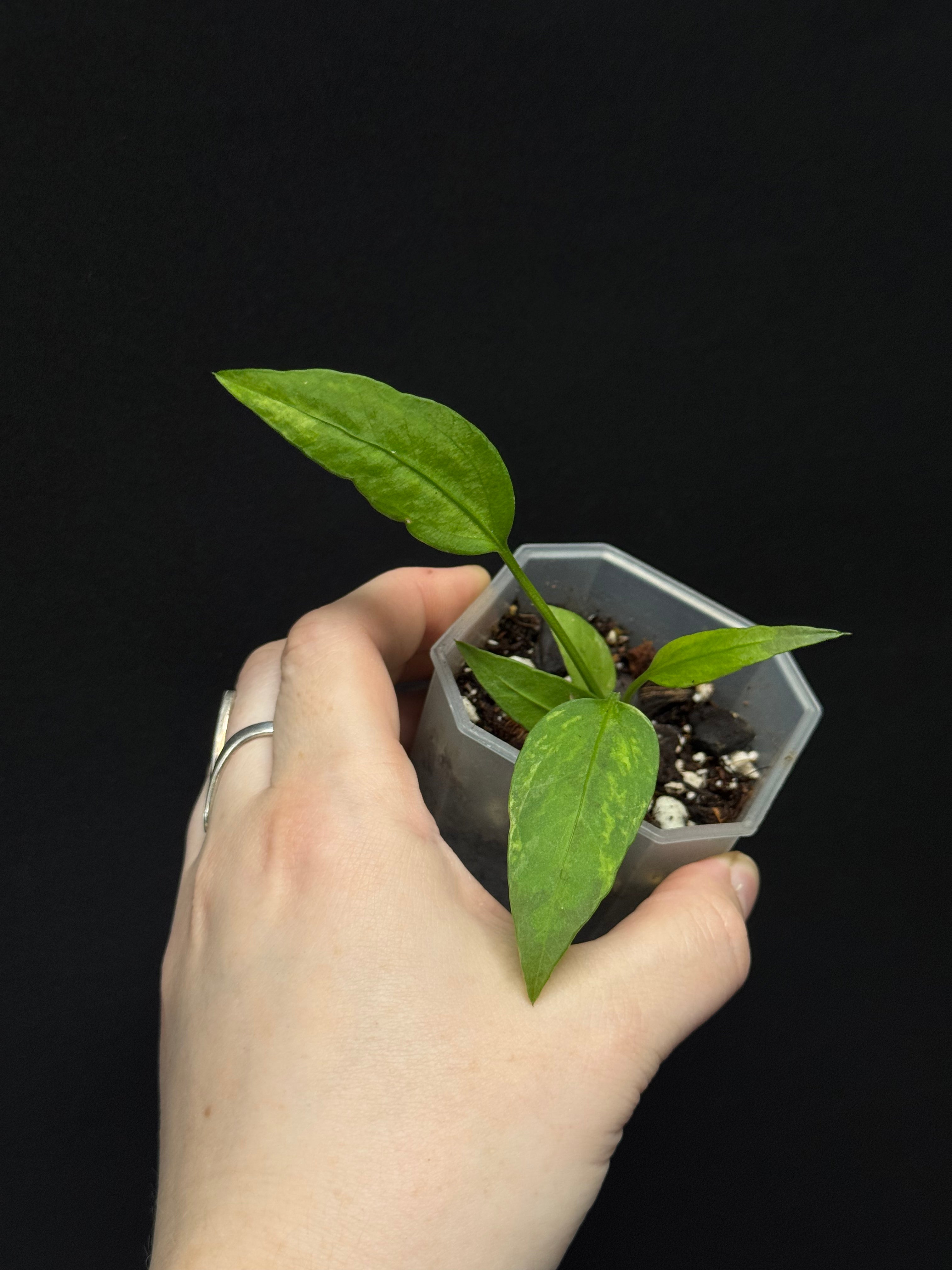 Clearance Sale -50% off - Various plants