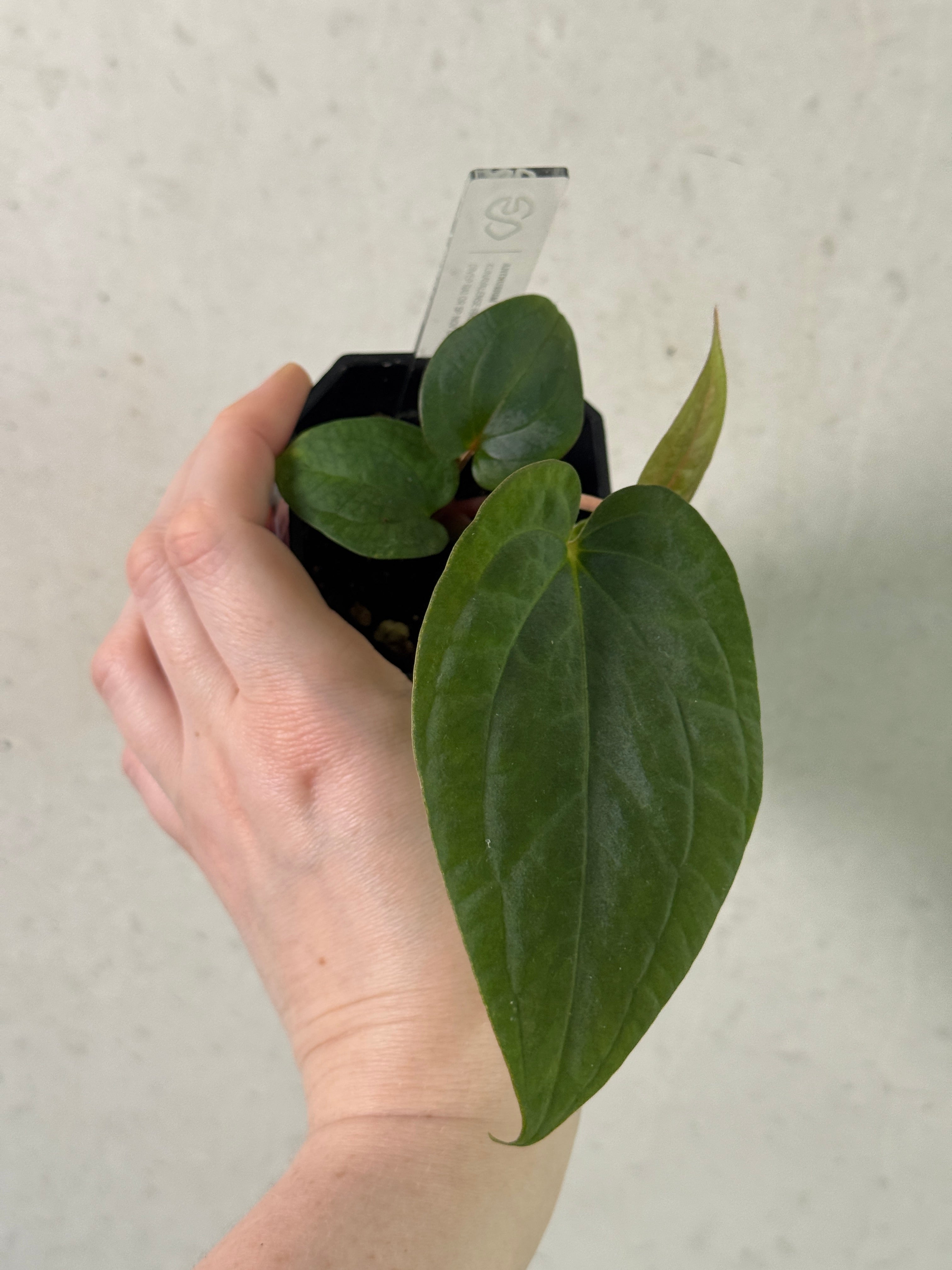 Anthurium Kunayalense PM5 x (BVEP RA1 or sp. Nov DF)