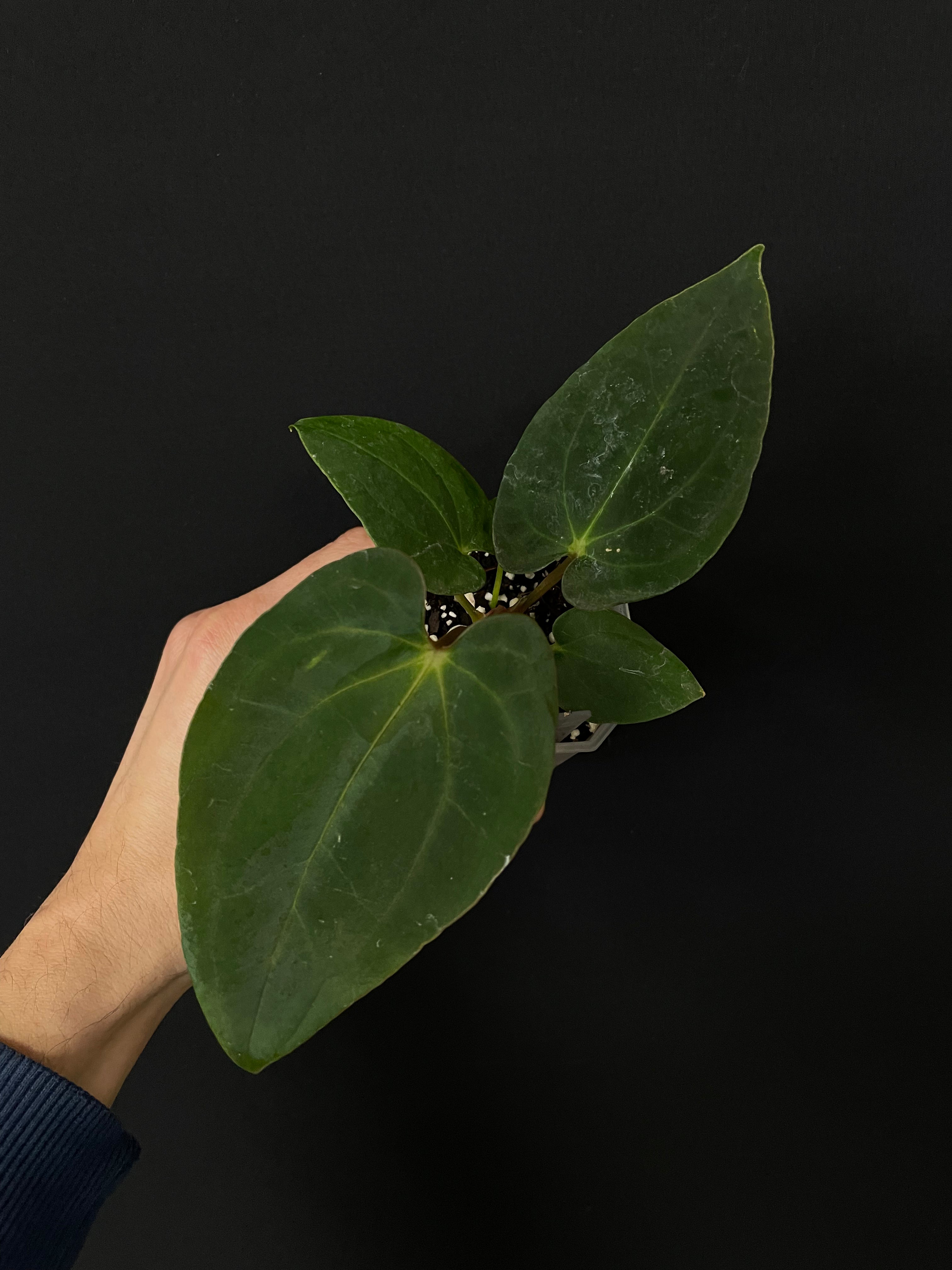 Anthurium RLxFS x (Carlablackiae x Papillilaminum)