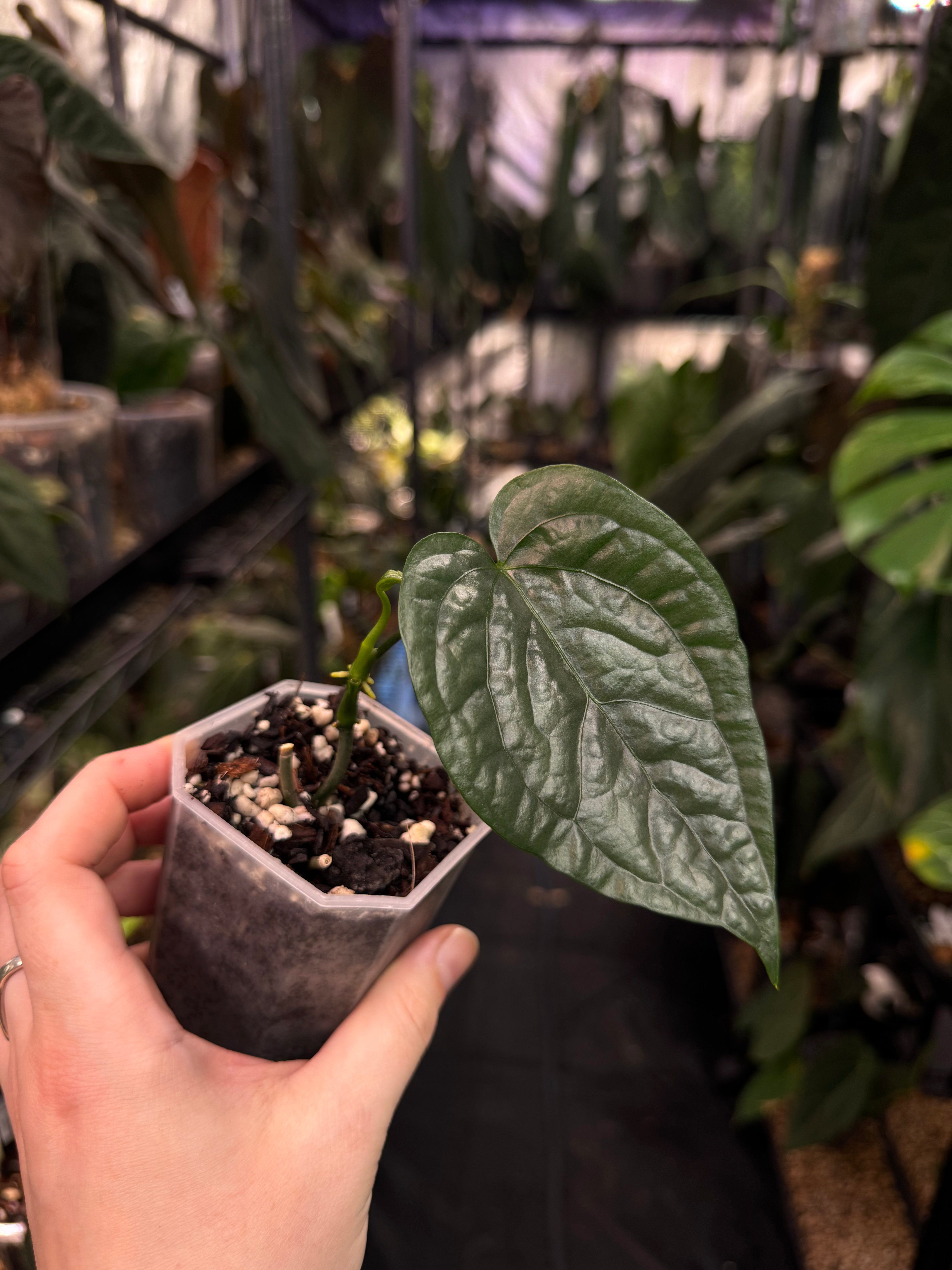 Clearance Sale -50% off - Various plants
