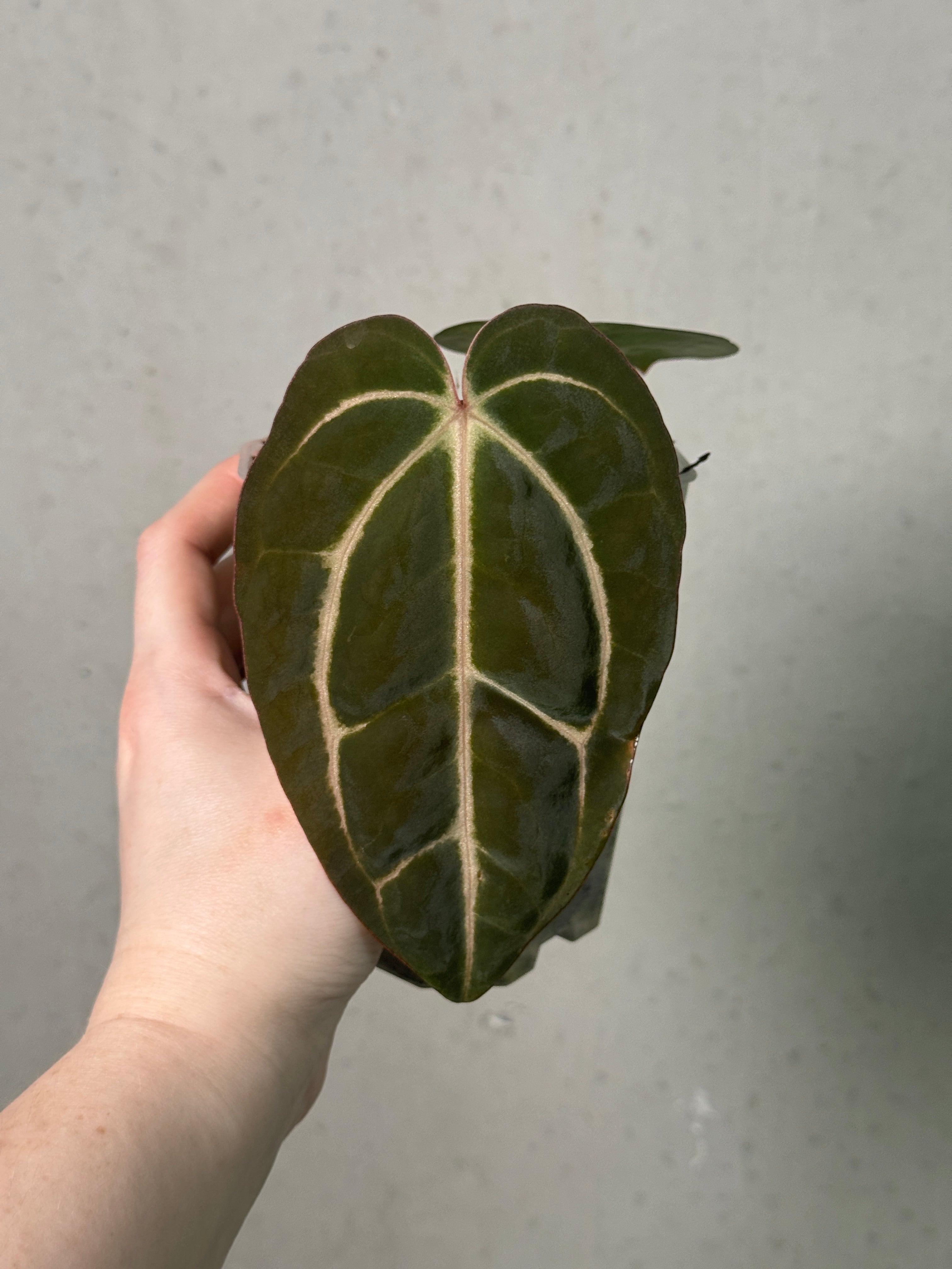 Anthurium Carlablackiae 'District' x BUZ1 - Clone