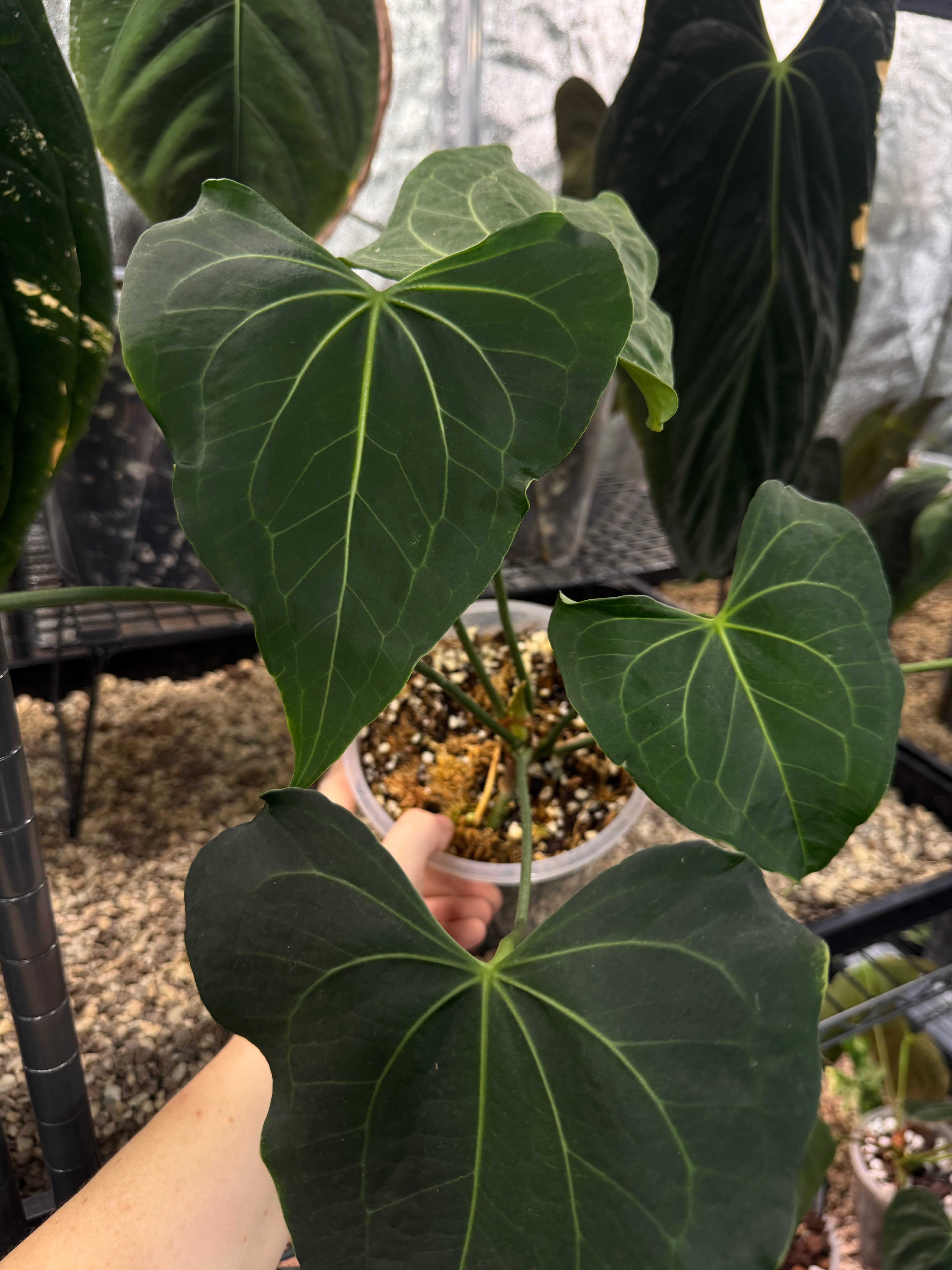 Anthurium Clarinervium Mutated - Clone