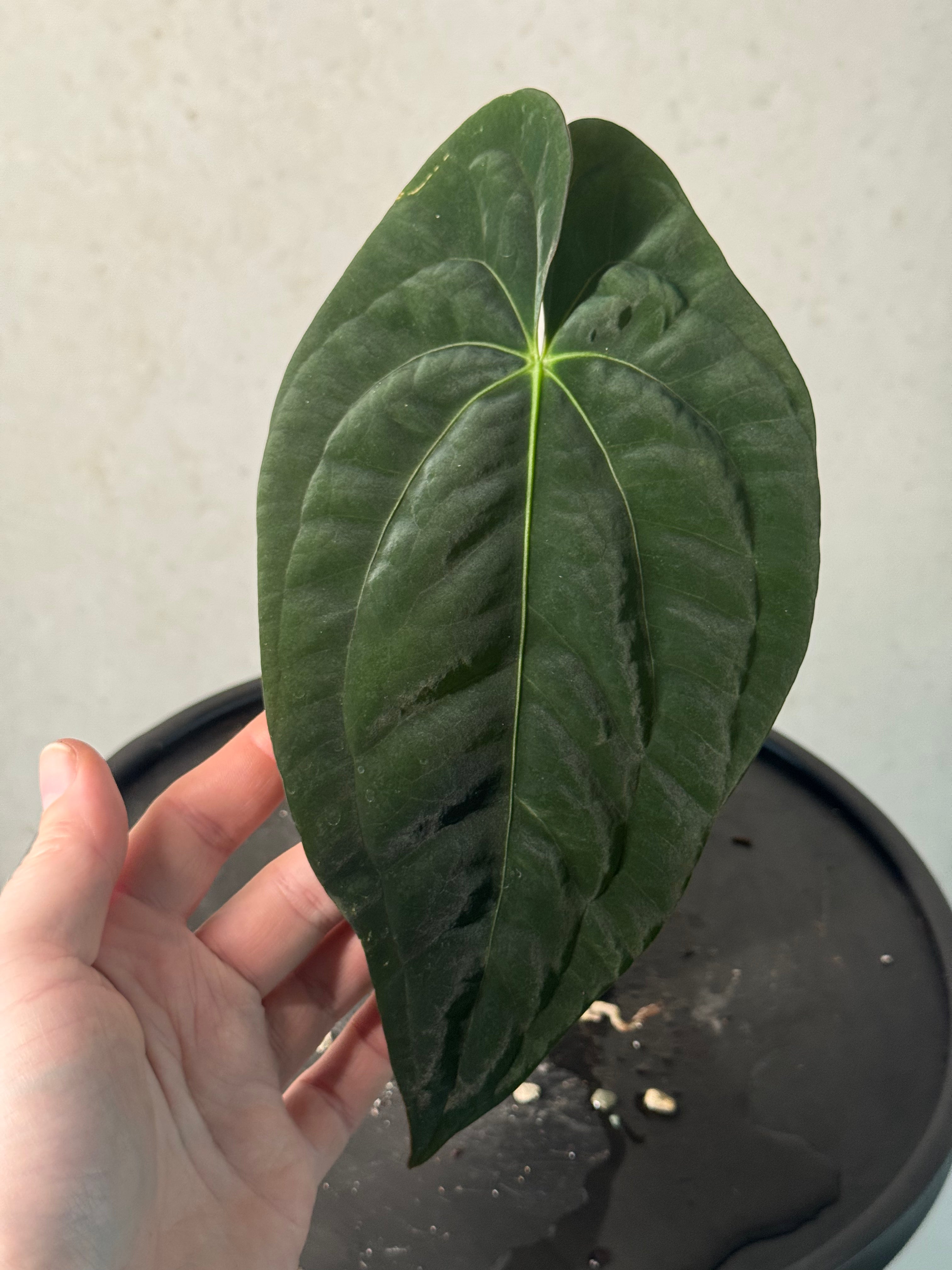 Anthurium Dark Phoenix - Clone