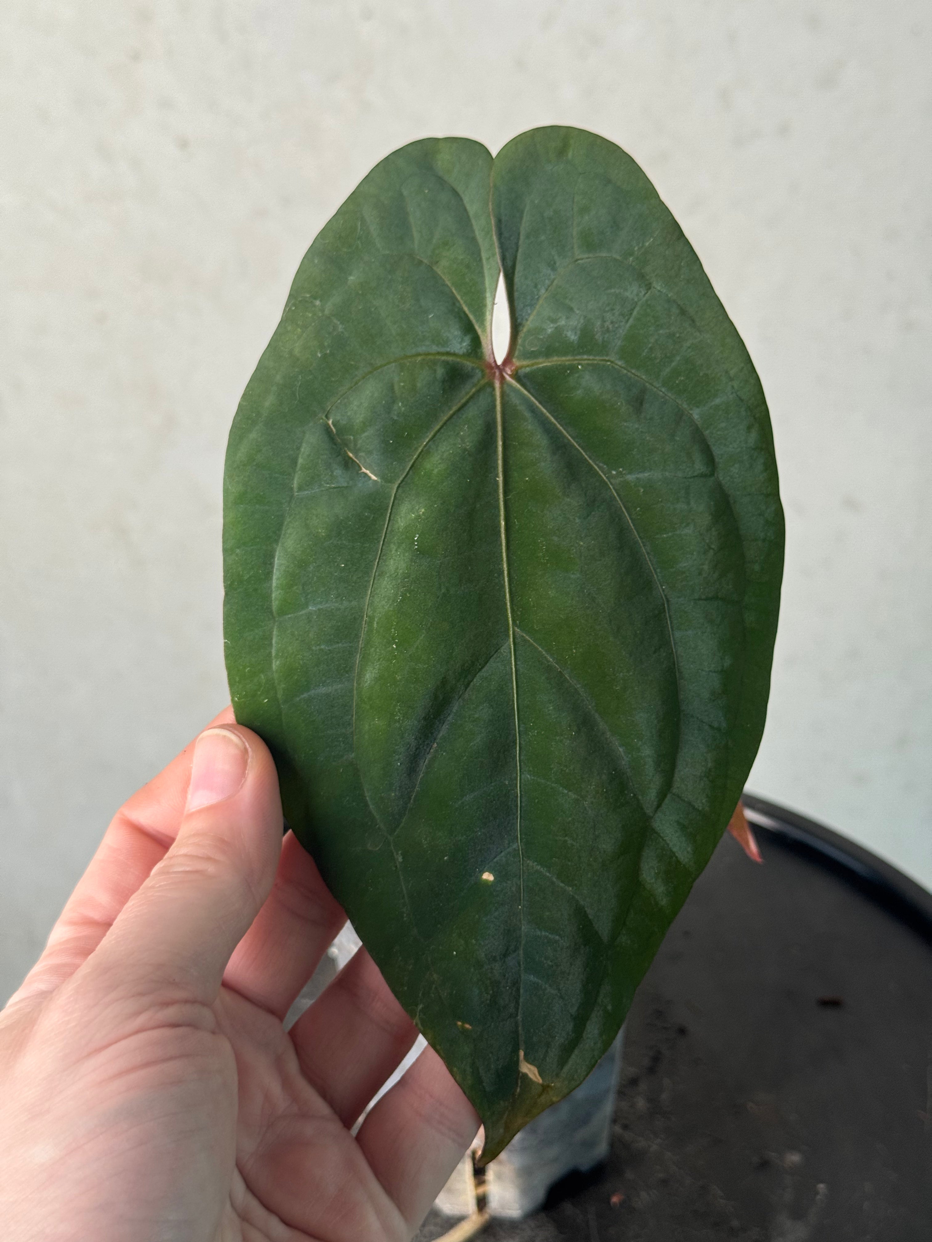 Anthurium Red Vein Dark Phoenix - Clone - Pre-order