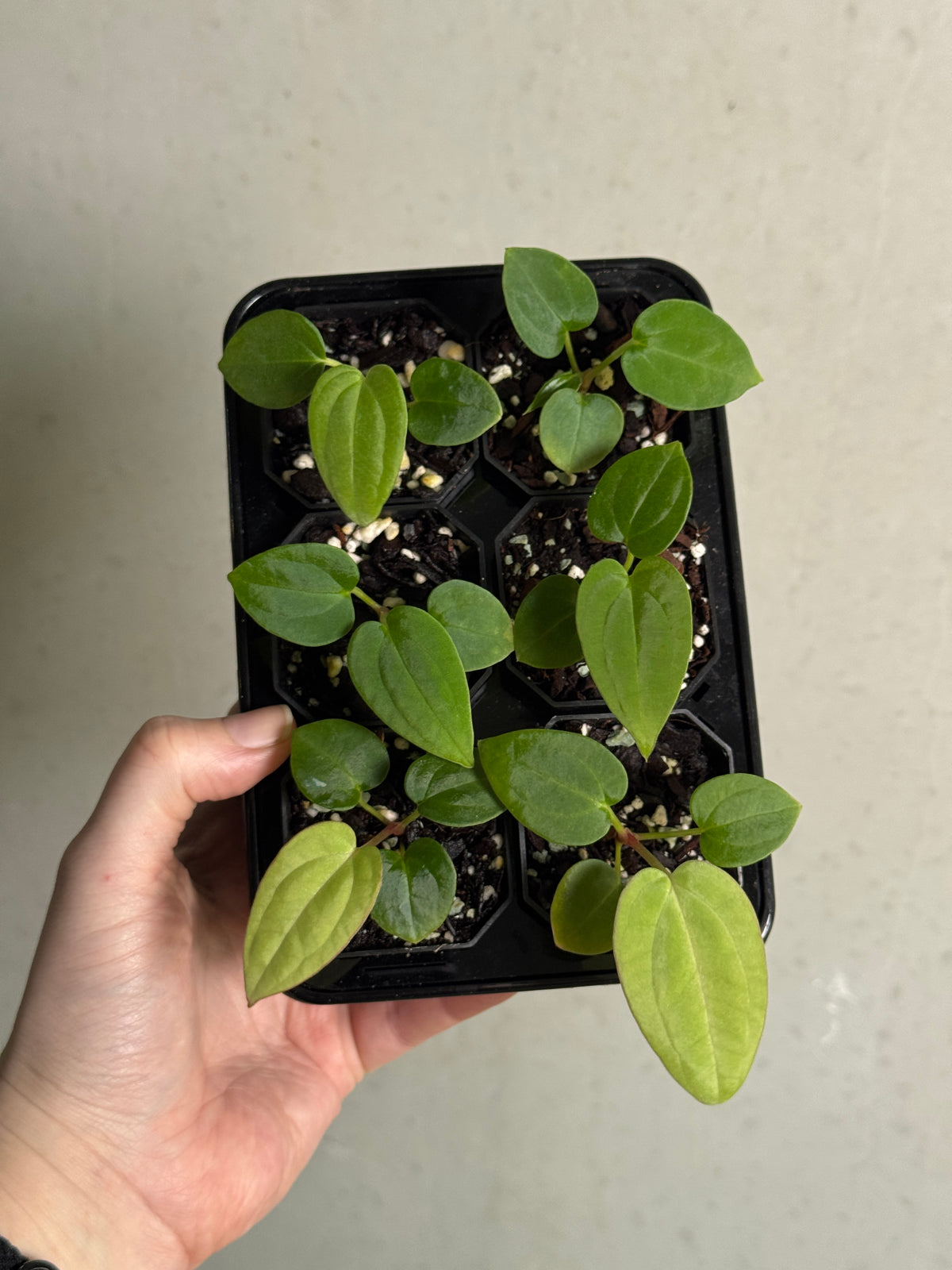 SMUKHI Anthurium Kunayalense x BVEP RA1 x BVEP RA1 plant with distinctive foliage