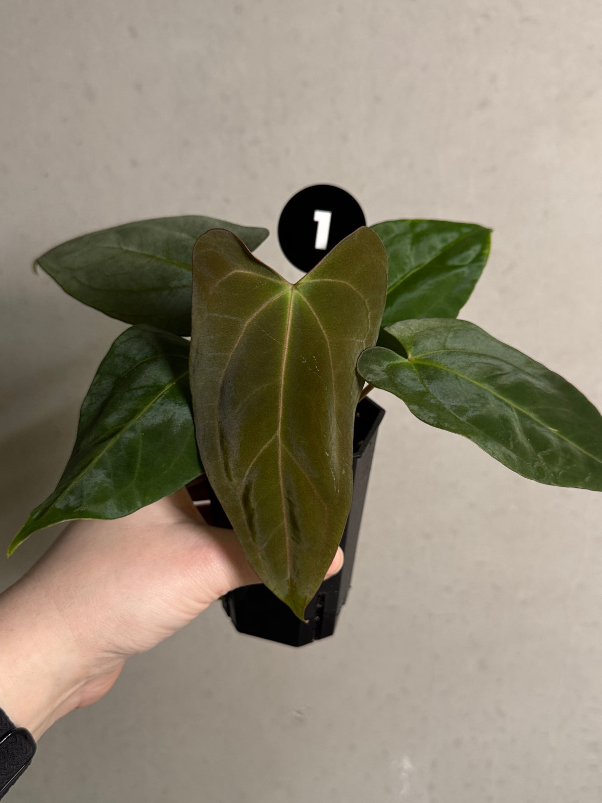 SMUKHI Anthurium Papillilaminum 'Marie' x 'IL' hybrid plant in a pot