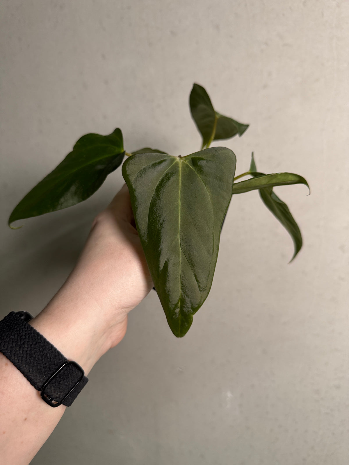 SMUKHI Anthurium Cobra x Fort Sherman hybrid crossed with Indo Portillae plant with distinctive foliage