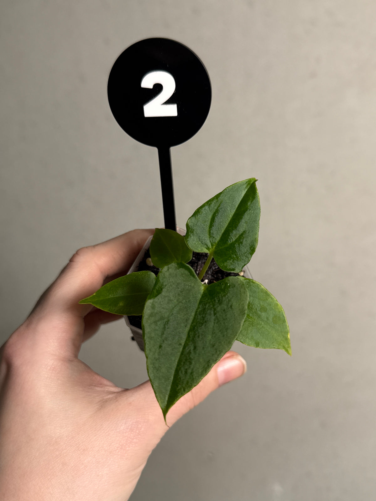 SMUKHI Anthurium Ralph Lynam (clone) S1 plant with lush green foliage