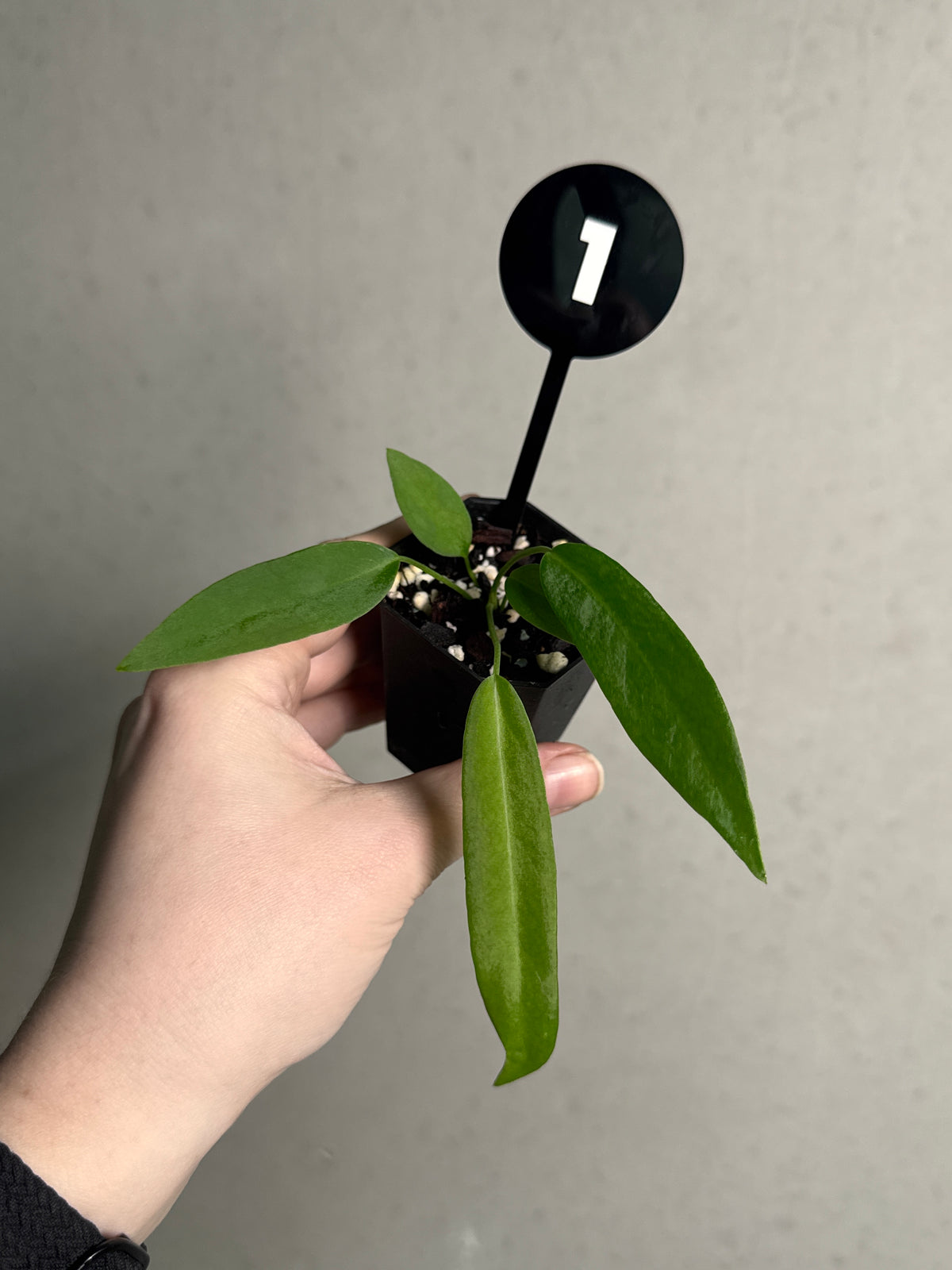 SMUKHI Anthurium Pallidiflorum plant with long, slender green leaves