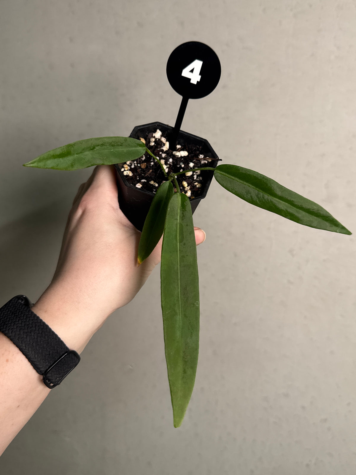 SMUKHI Anthurium Pallidiflorum plant with long, narrow green leaves