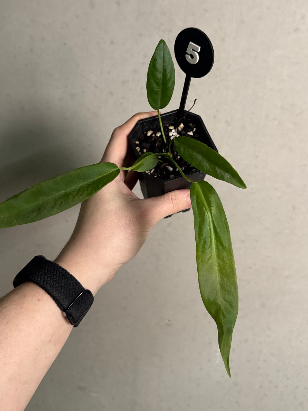 SMUKHI Anthurium Pallidiflorum plant with long, narrow green leaves 񟿿