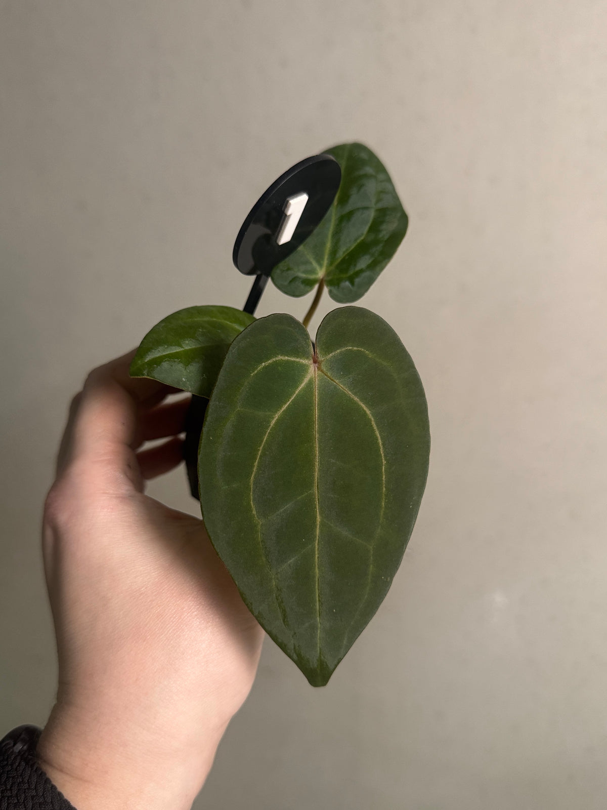 SMUKHI Anthurium Michelle x Red Vein Dark Phoenix plant with dark foliage and red veining