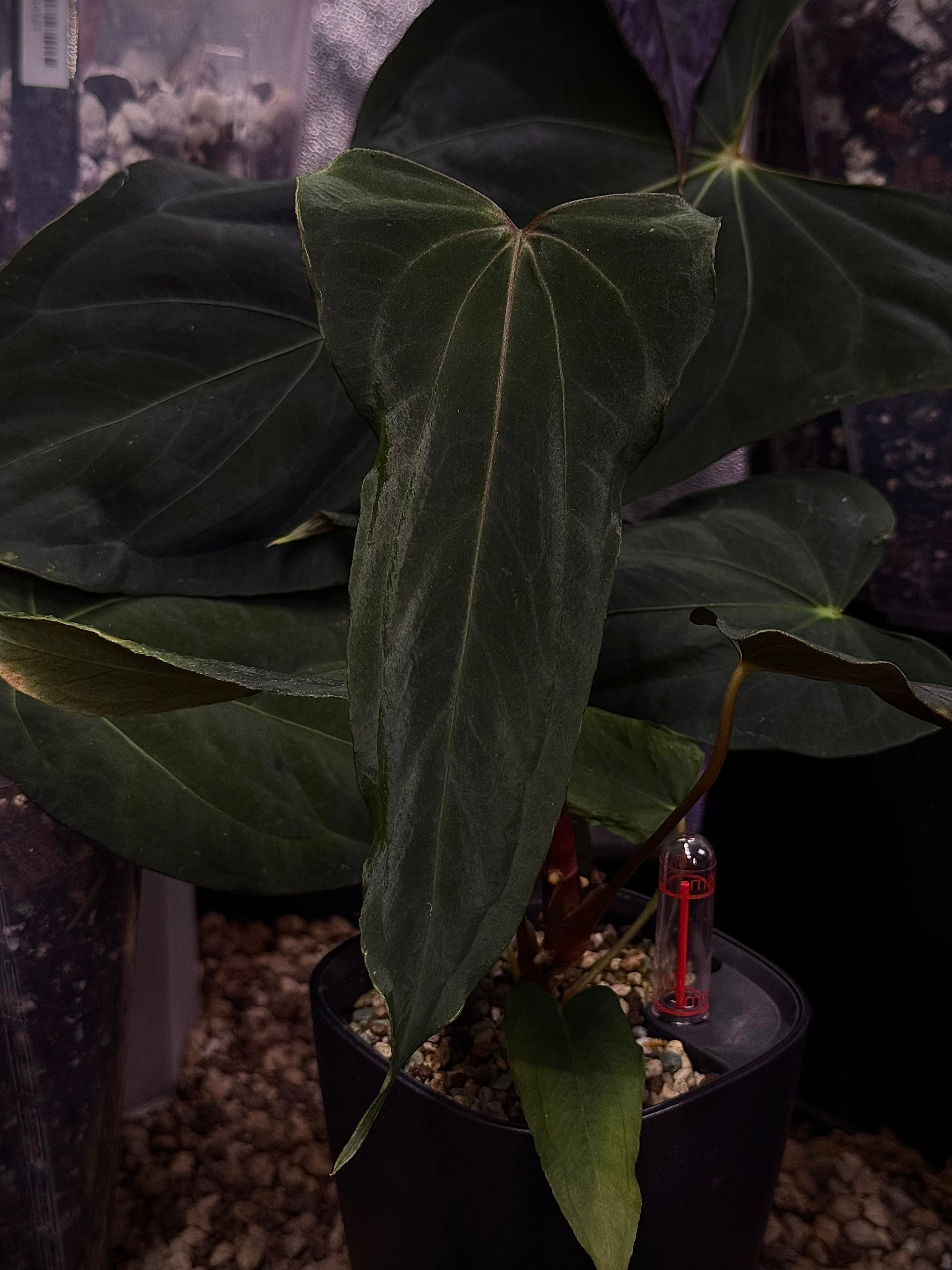 NFS: Anthurium FSxRL ‘Grim Reaper’ Reaper' S1