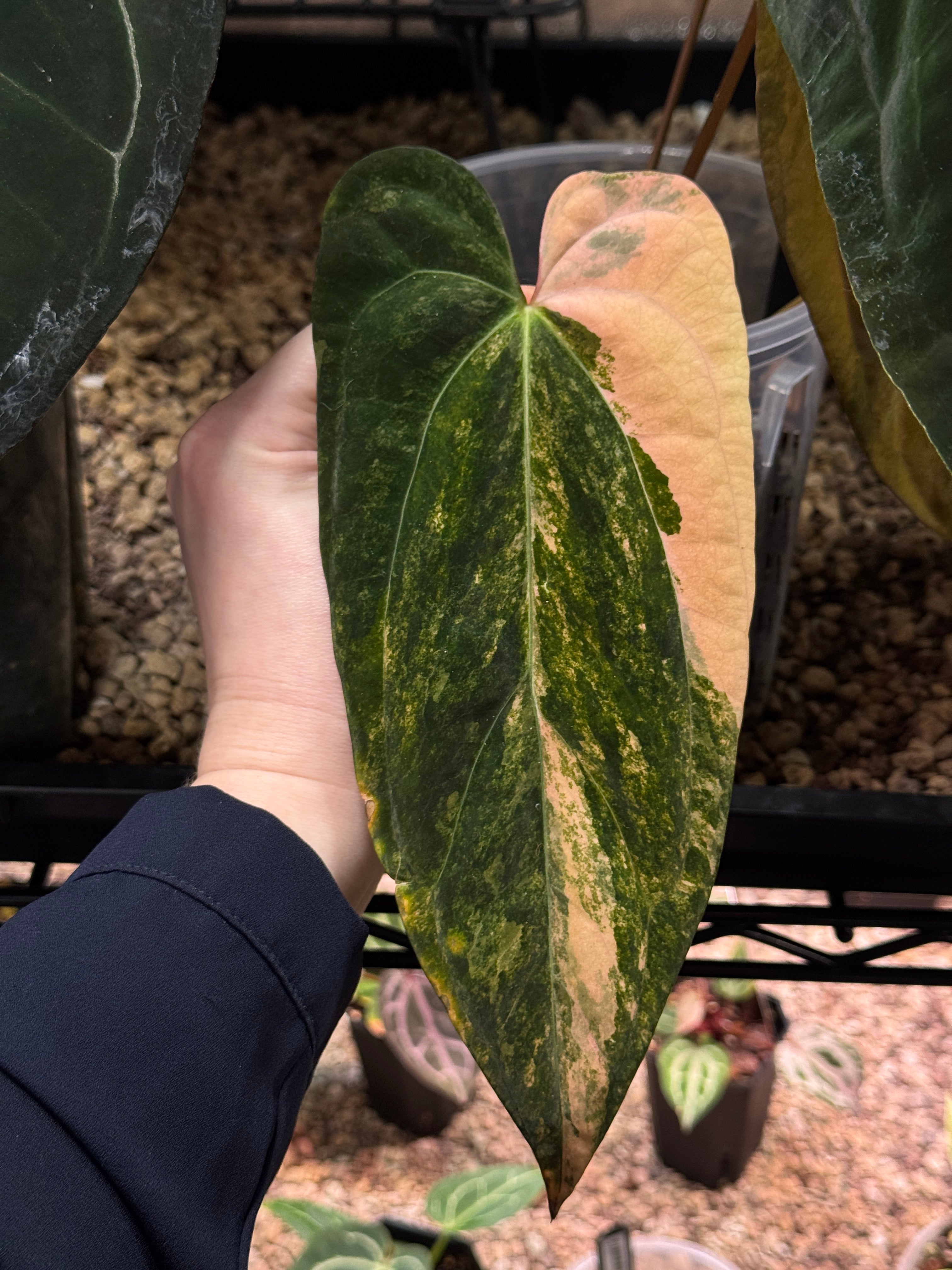 NFS: Anthurium Ace of Spades x Indo Portillae Variegata - Rare