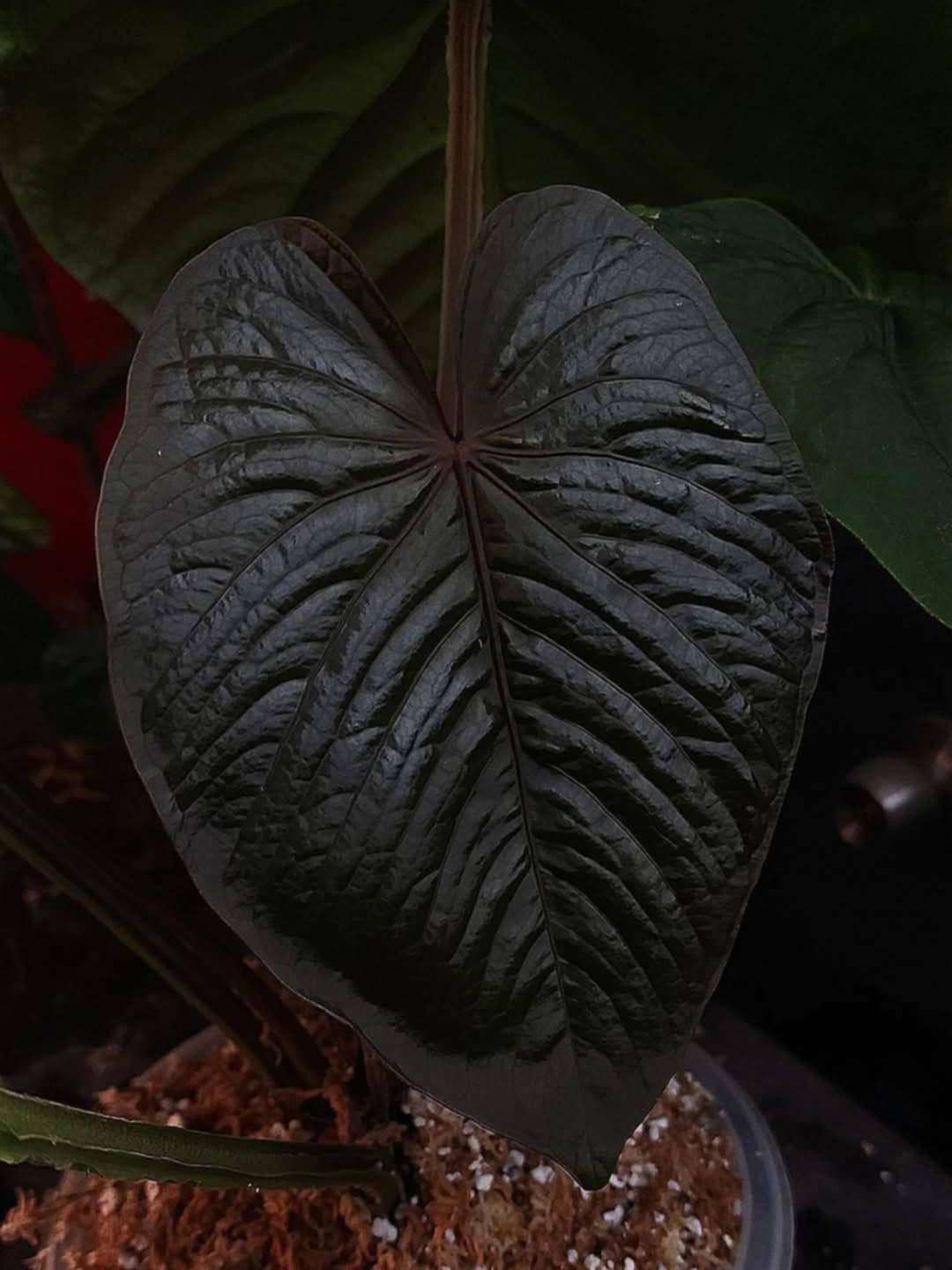 Anthurium BVEP ('Round' x RA1) x Kunayalense CC1
