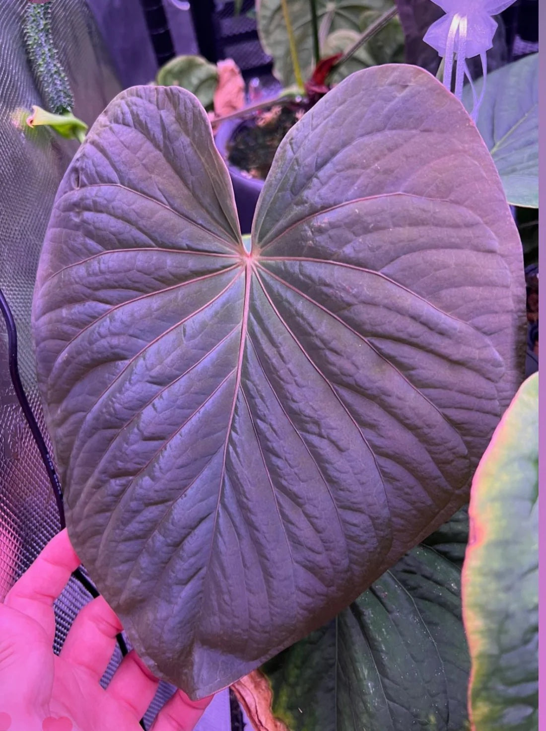 Anthurium Kunayalense PM5 x (BVEP RA1 or sp. Nov DF)