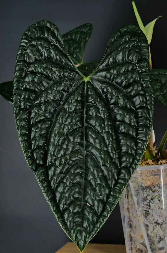 Open sinus view of Mathiux Aroid Anthurium RLxFS 'Rouge' x Luxurians plant showing glossy leaves and vibrant foliage.