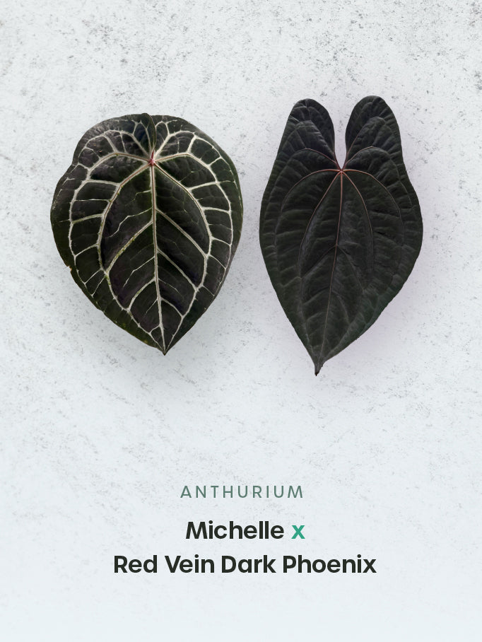 Anthurium Michelle x Red Vein Dark Phoenix
