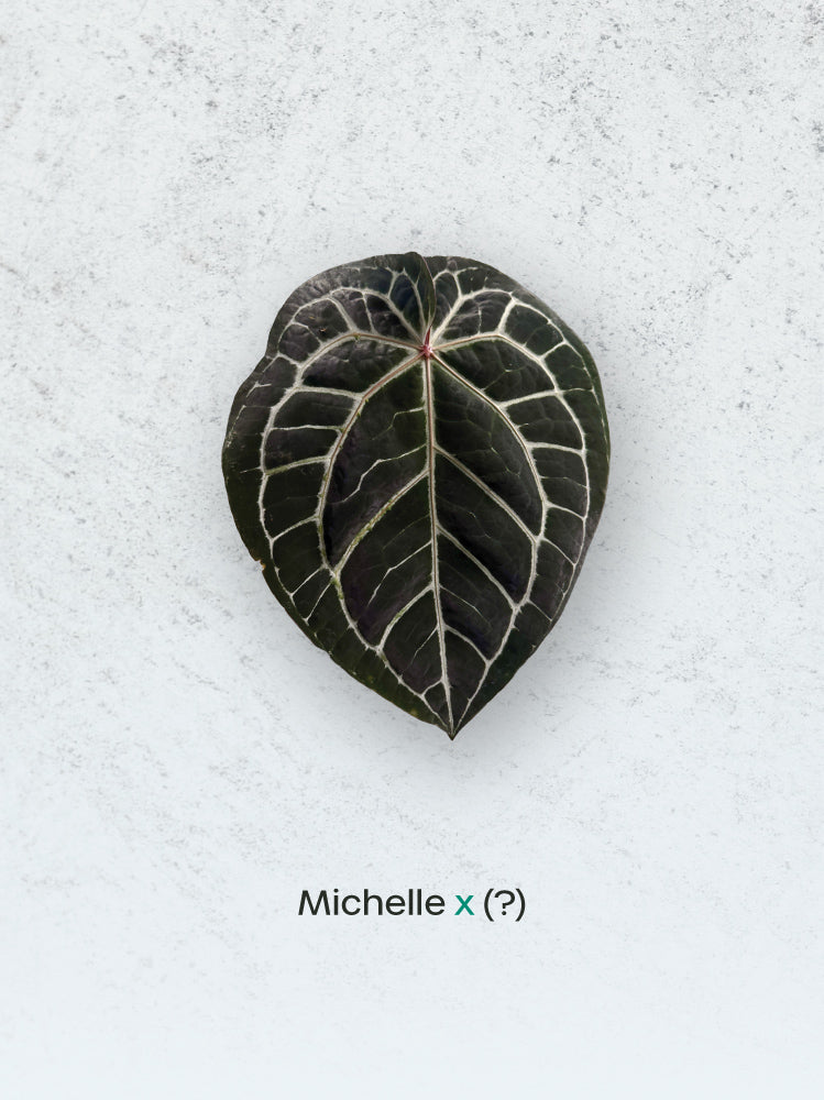 SMUKHI Anthurium Michelle plant with vibrant red flowers and lush green leaves, showcasing its decorative indoor plant beauty.