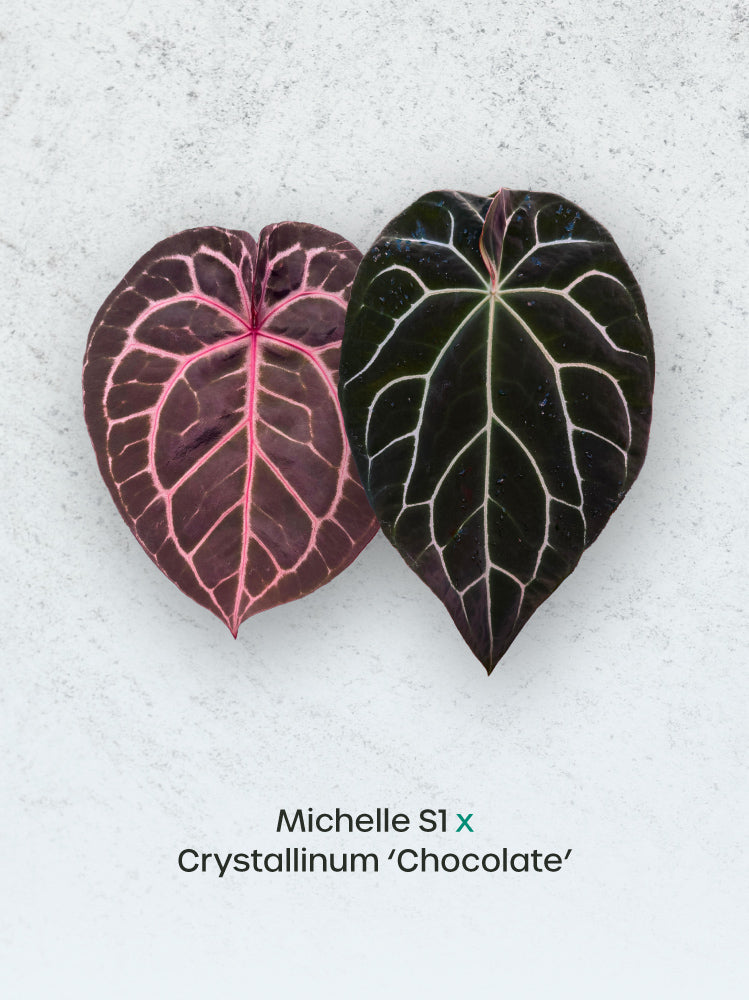 Anthurium Michelle S1 x Crystallinum 'Chocolate' - Rare Finds for