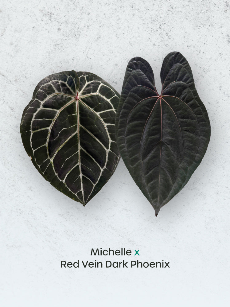 Anthurium Michelle x Red Vein Dark Phoenix plant with glossy green leaves and striking red-veined dark foliage, from SMUKHI.
