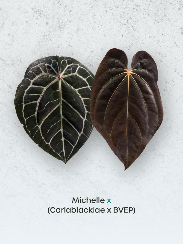 SMUKHI Anthurium Michelle plant with dark foliage, featuring hybrid leaves from Carlablackiae and BVEP varieties.