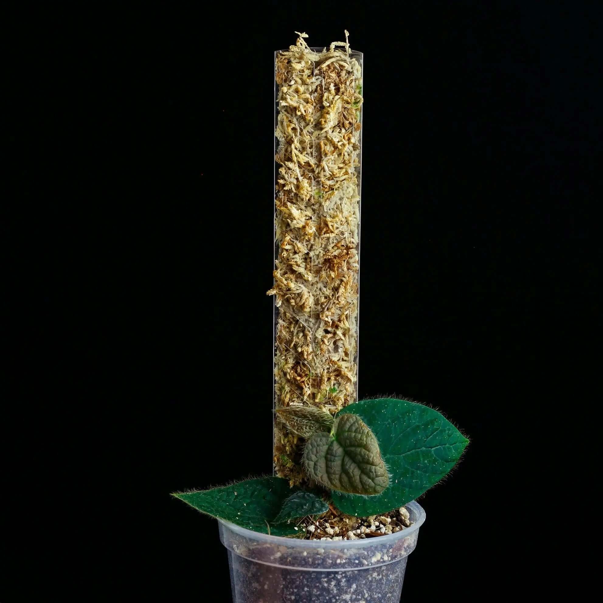 Mini Moss Pole "Pine" - Clear Plastic - SMUKHI