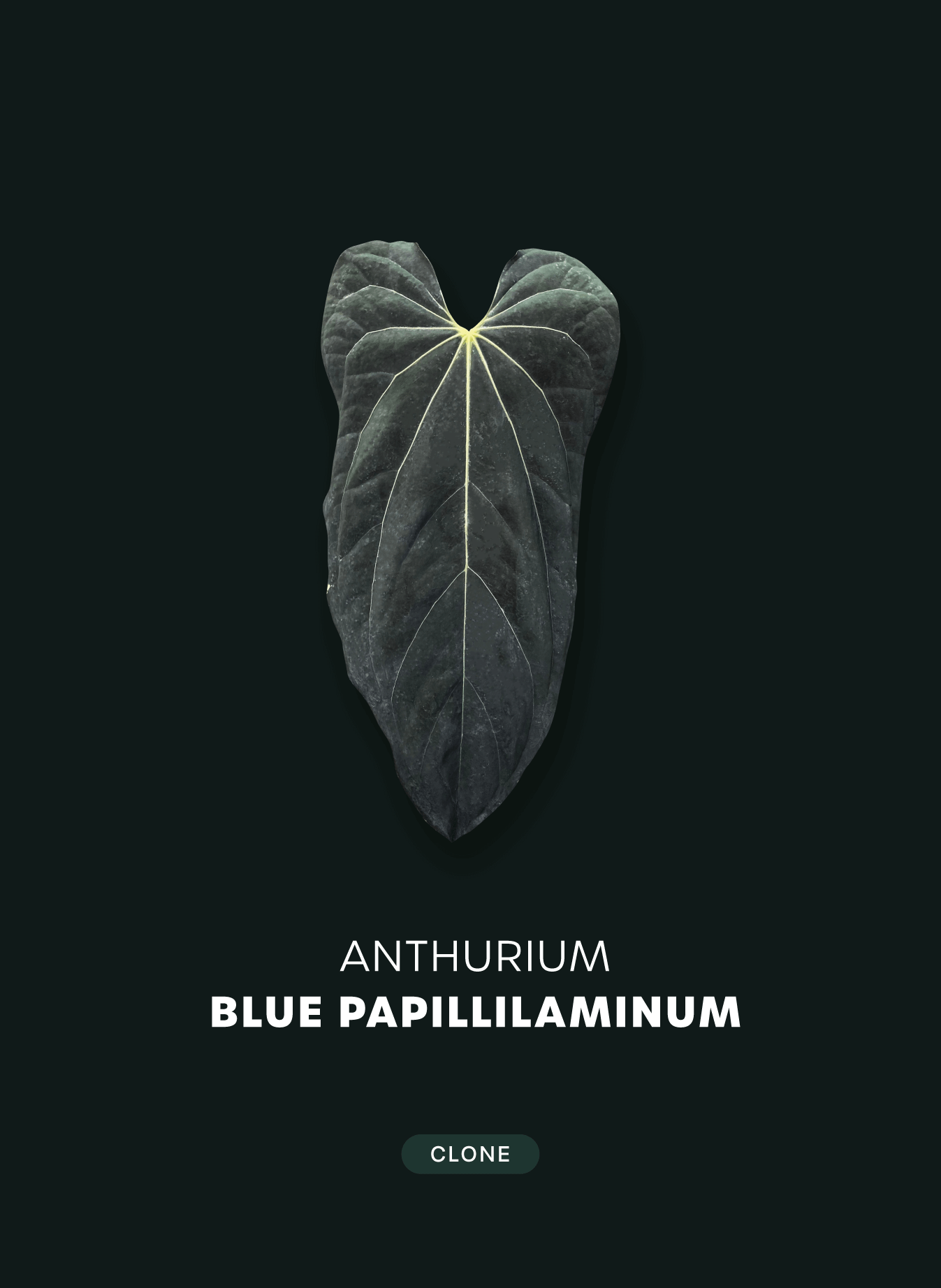NFS: Anthurium Blue Papillilaminum