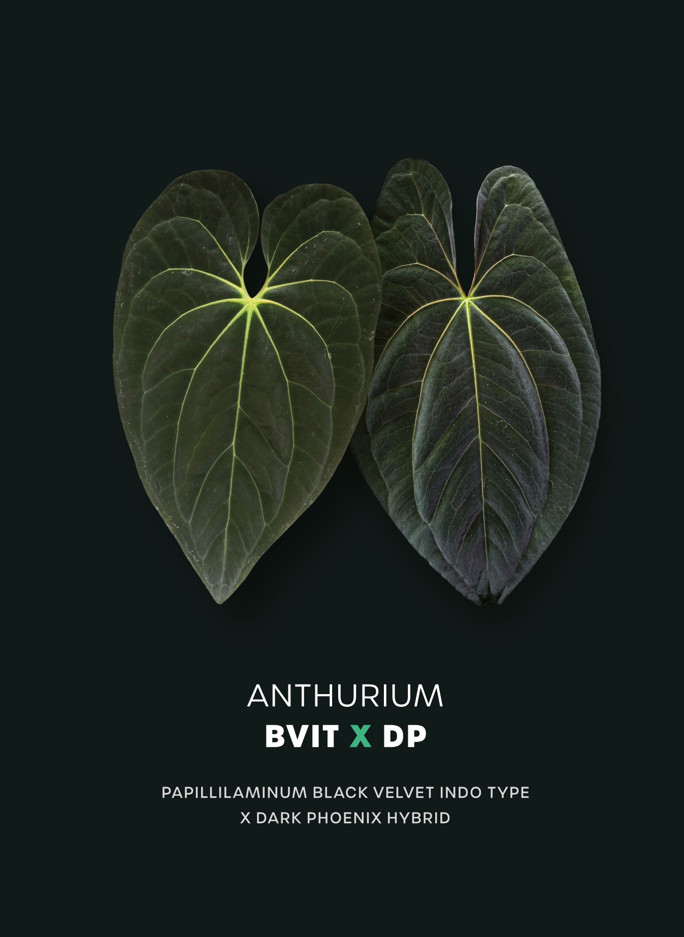 Anthurium BVIT x Dark Phoenix