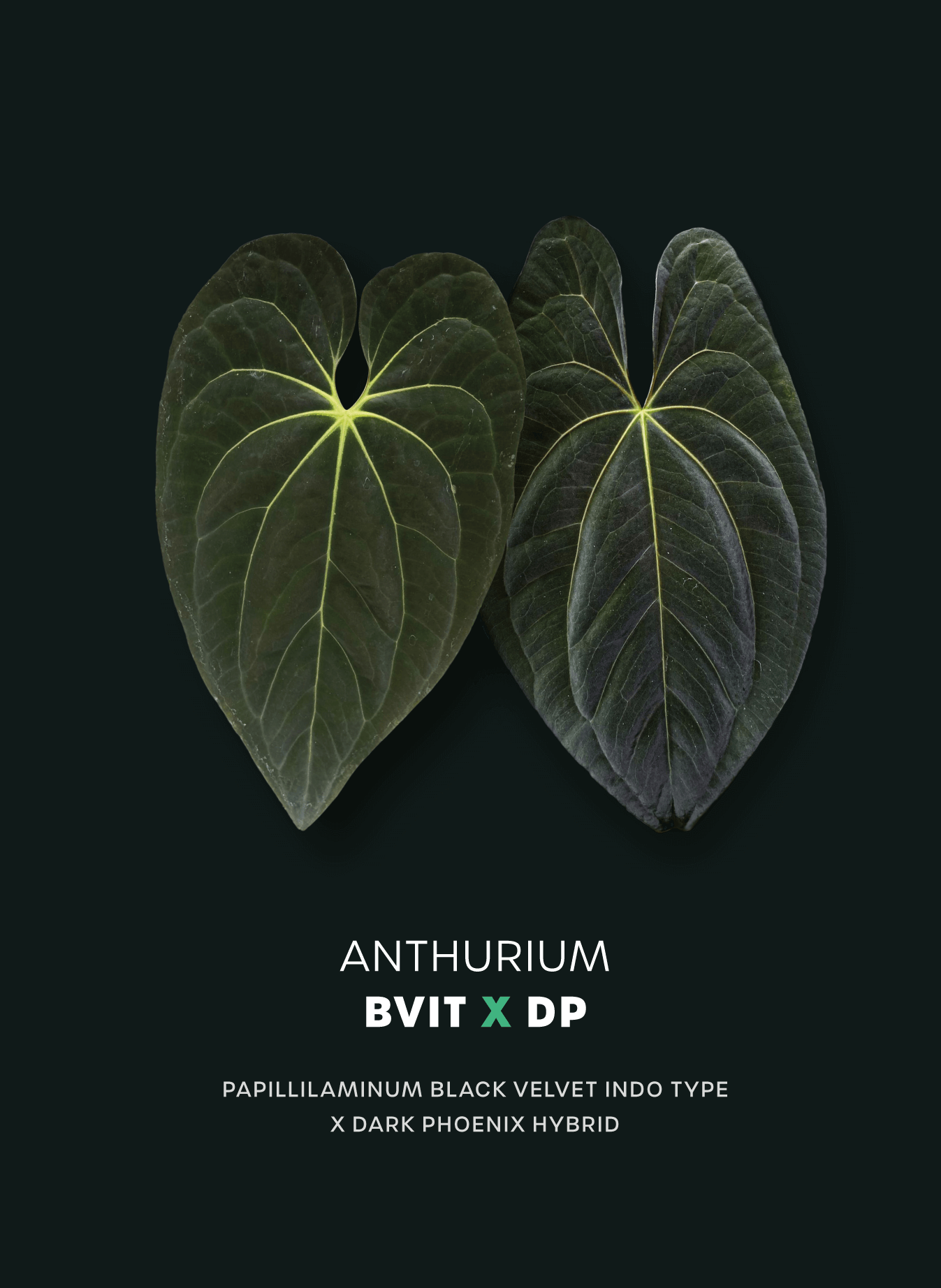 Anthurium BVIT x Dark Phoenix - SMUKHI