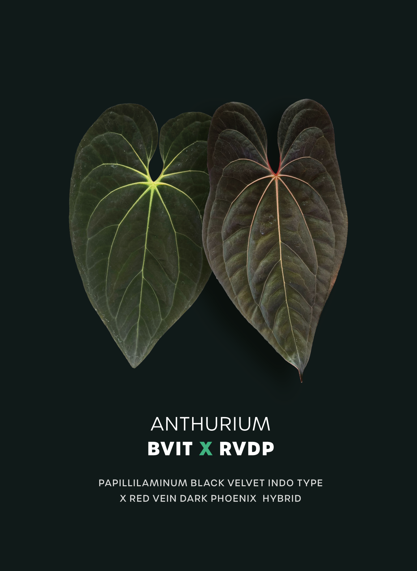 Anthurium BVIT x RVDP