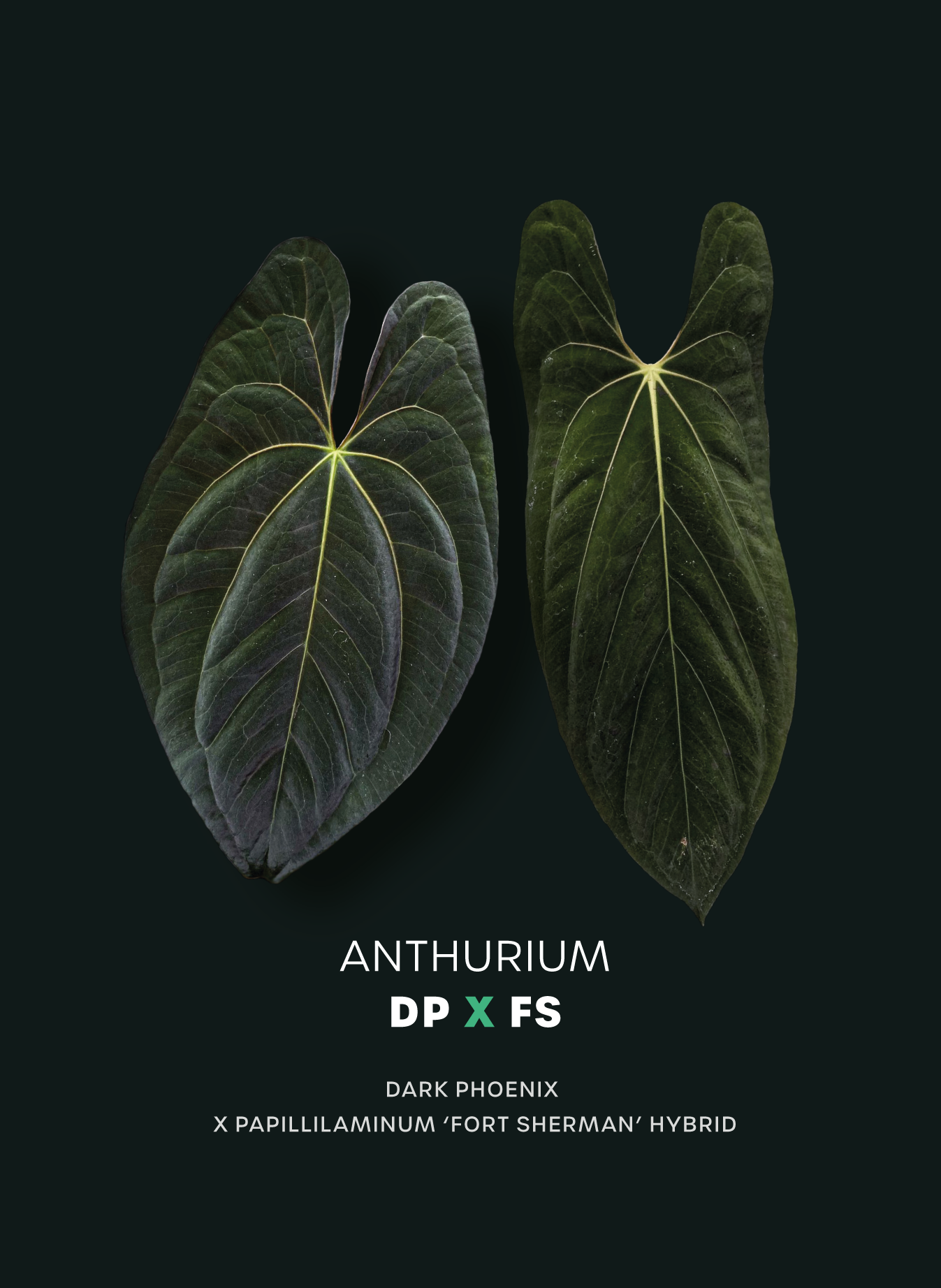 Anthurium Dark Phoenix x Fort Sherman
