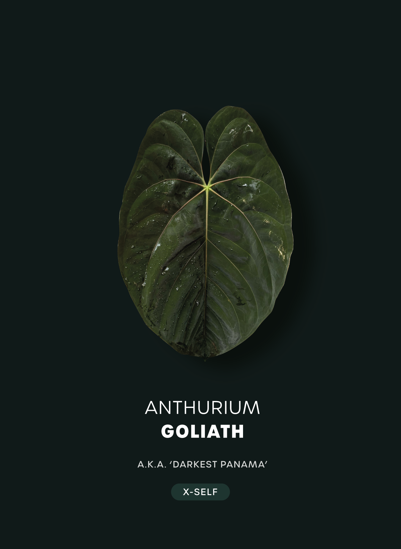Anthurium Goliath / Darkest Panama (ID2)