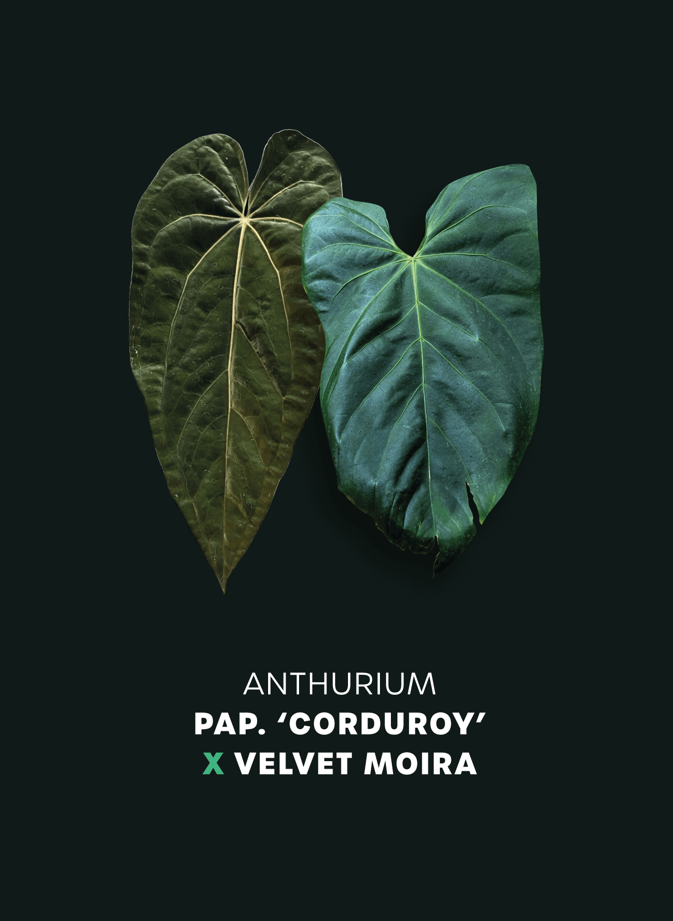 Anthurium Papillilaminum hybrid 'Corduroy' x Velvet Moira - SMUKHI