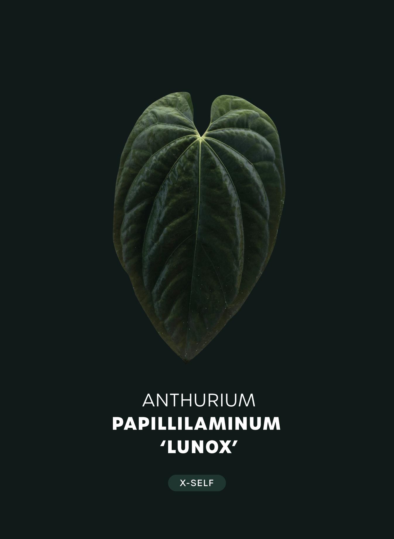 Anthurium Papillilaminum hybrid "Lunox" - SMUKHI