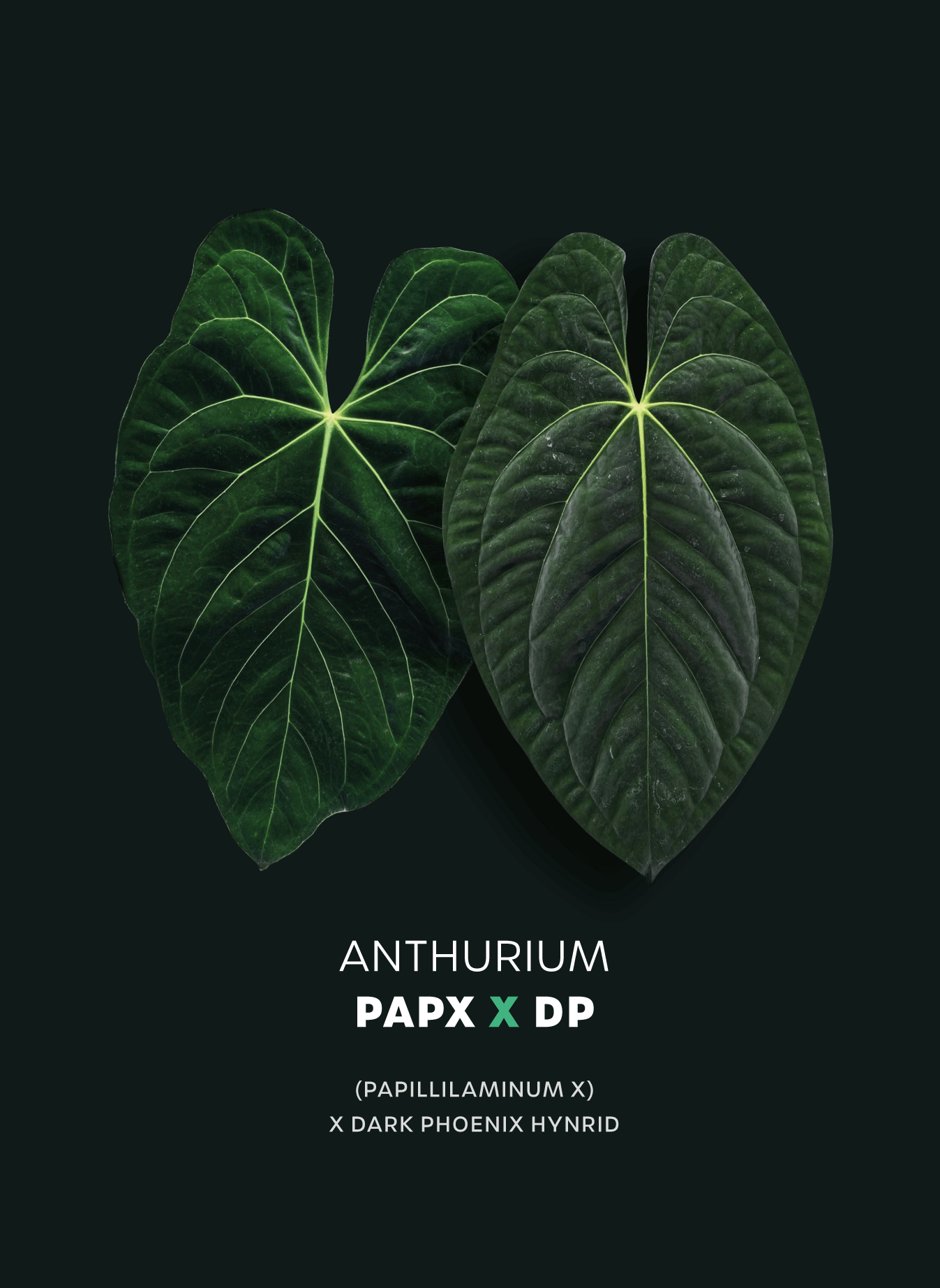 Anthurium (Papillilaminum x) x Dark Phoenix - SMUKHI
