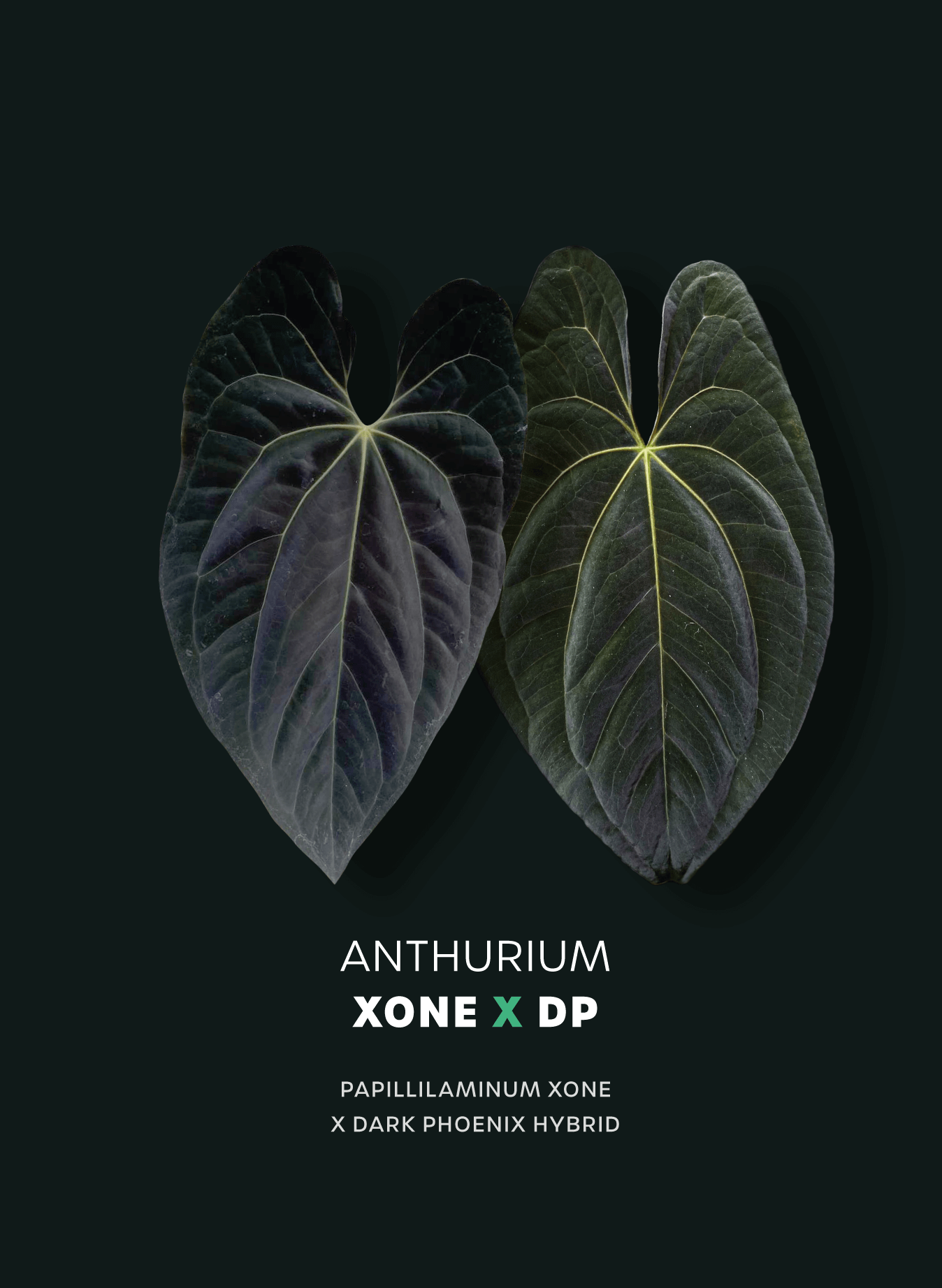 Anthurium Papillilaminum XOne x Dark Phoenix - SMUKHI