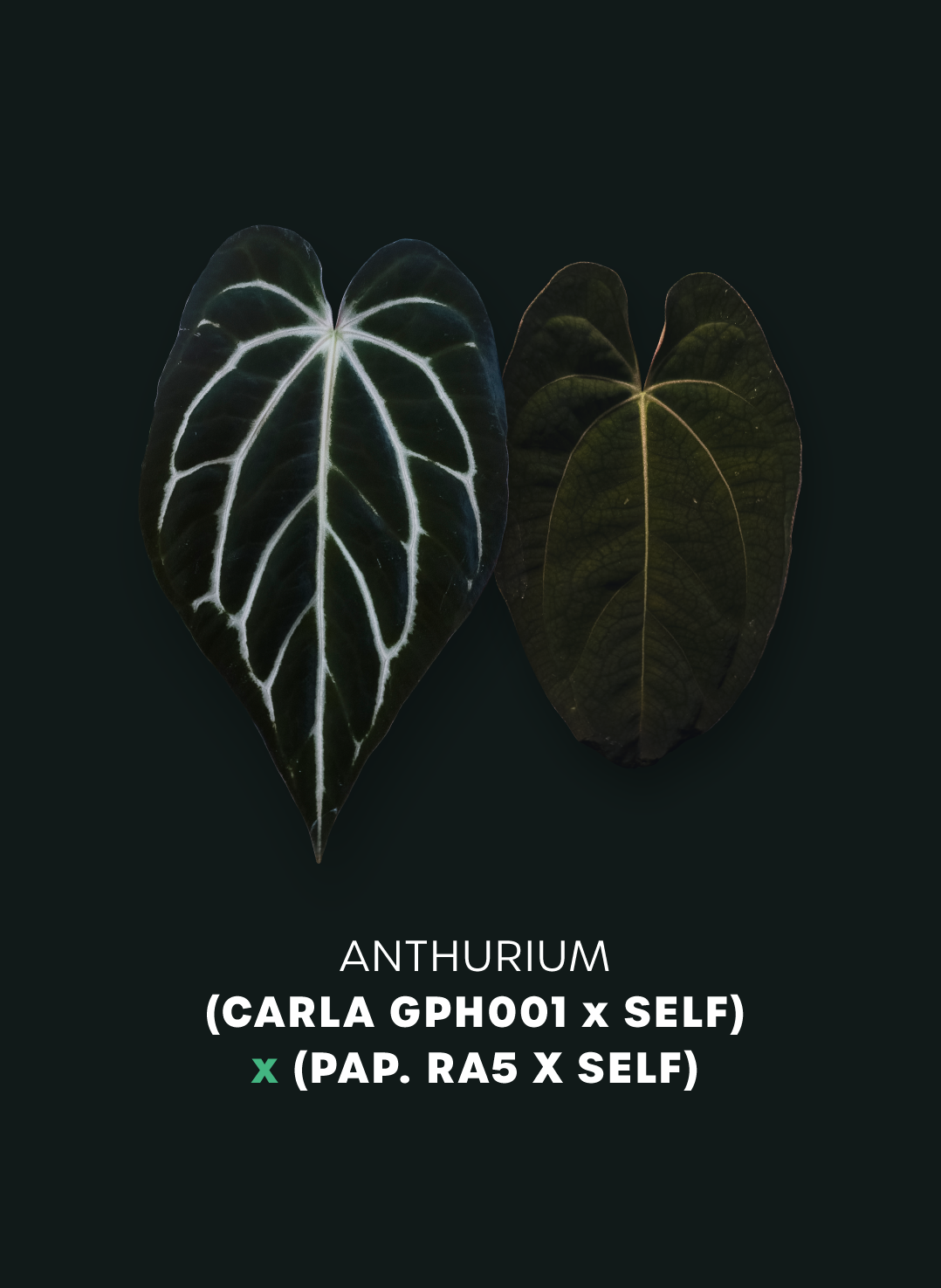 Anthurium (Carlablackiae GPH-001 x self) x (Papillilaminum RA5 x self) - SMUKHI