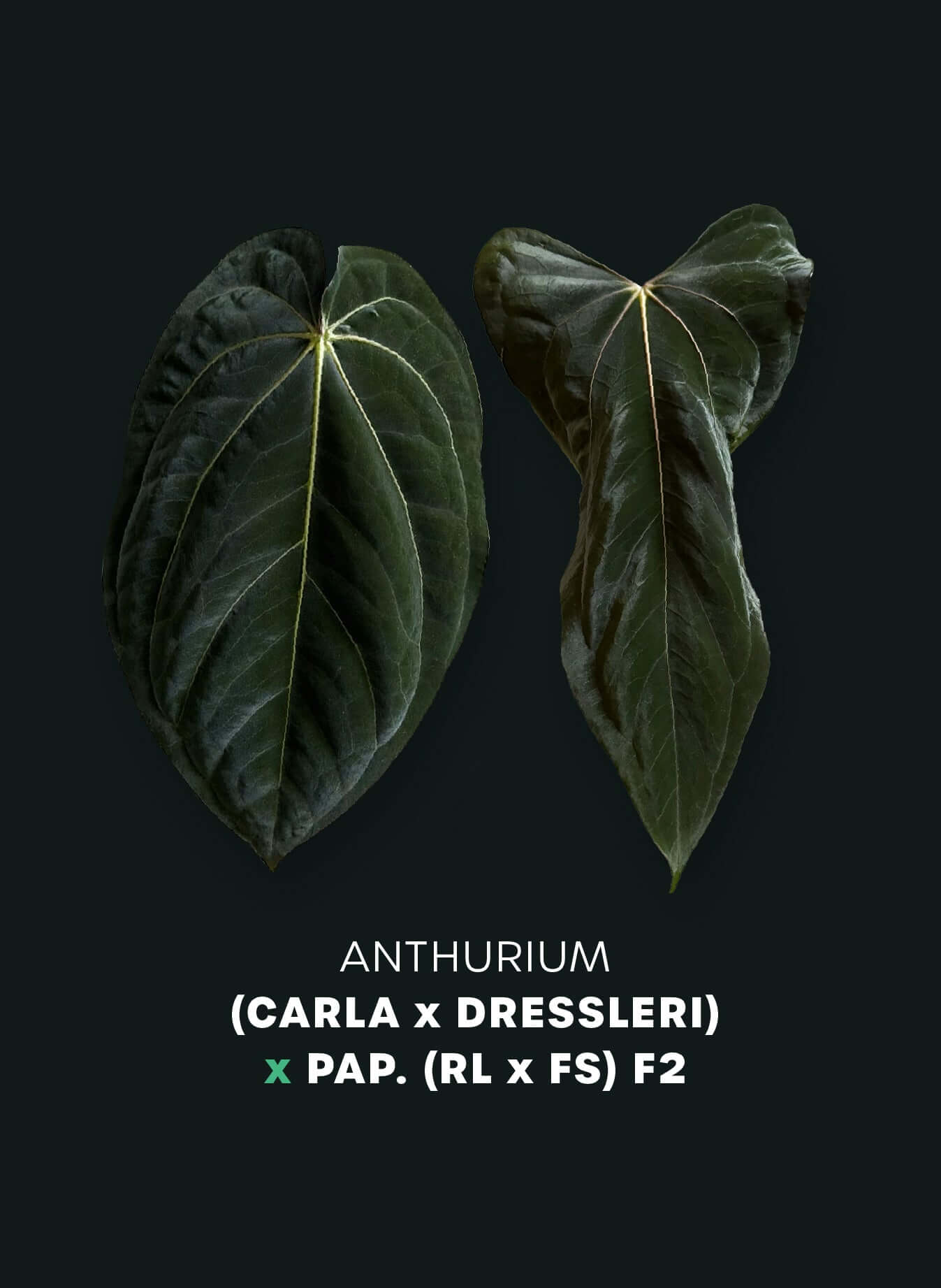 Anthurium (Carla x RG Dressleri) x (RLxFS) F2
