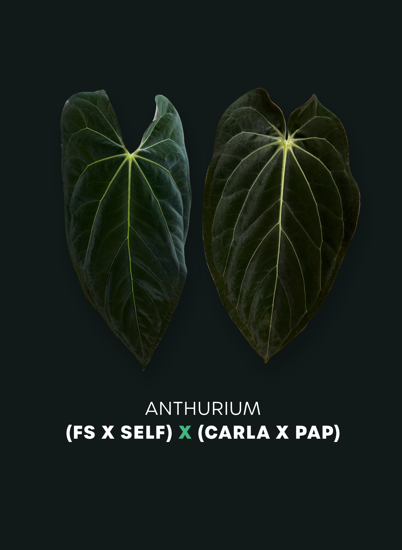 Anthurium (FS x self) x (Carlablackiae x Papillilaminum) - Seedlings - SMUKHI