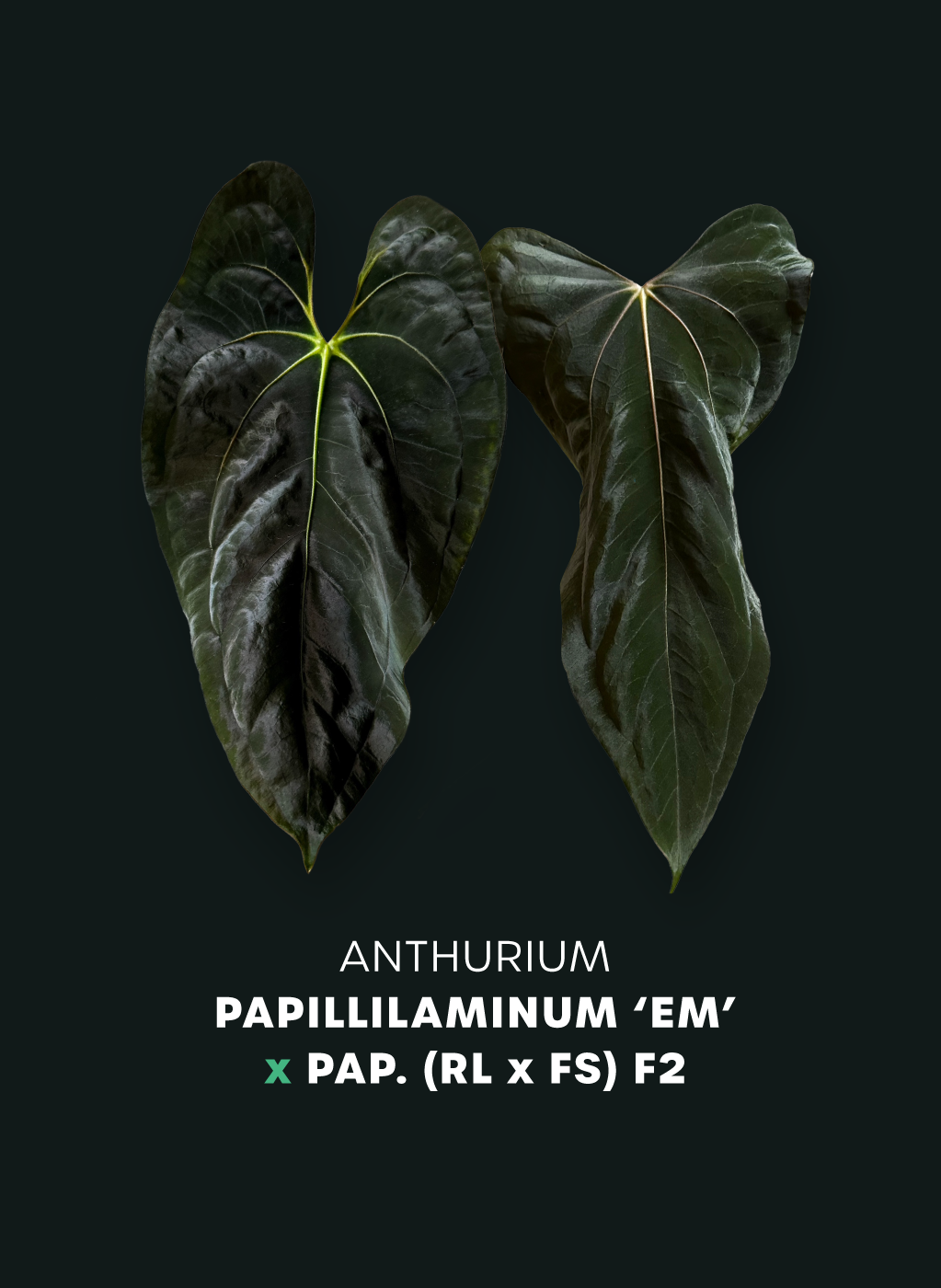 Anthurium Papillilaminum 'Em' x RLxFS F2