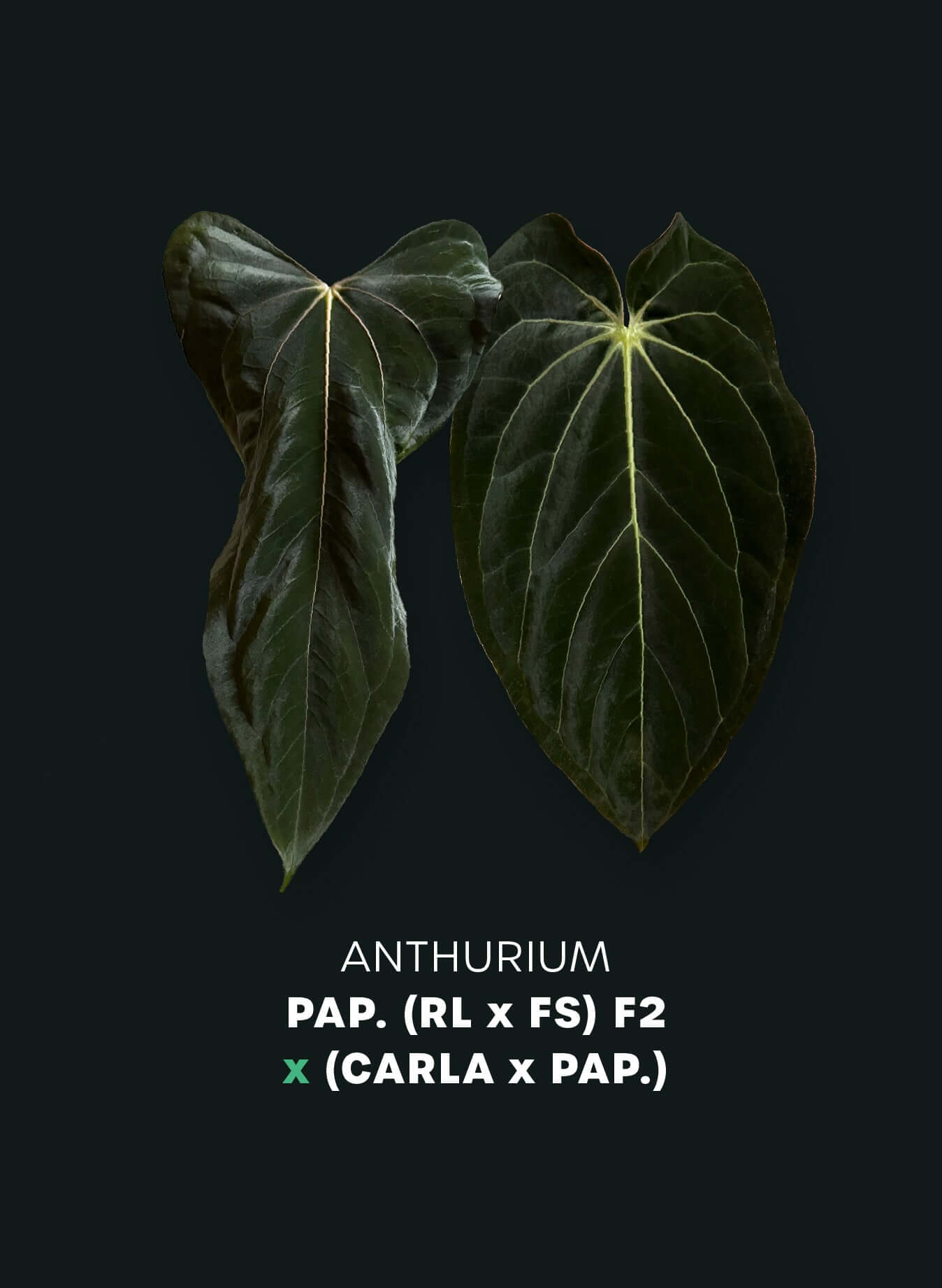 Anthurium RLxFS x (Carlablackiae x Papillilaminum)