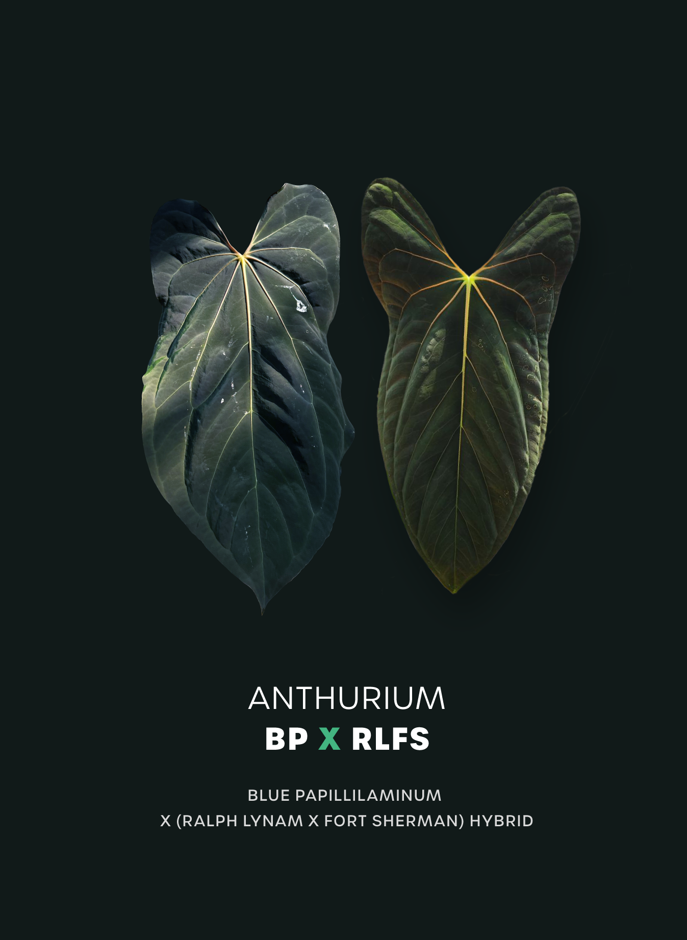 Anthurium Blue Papillilaminum x RLFS - Seedlings