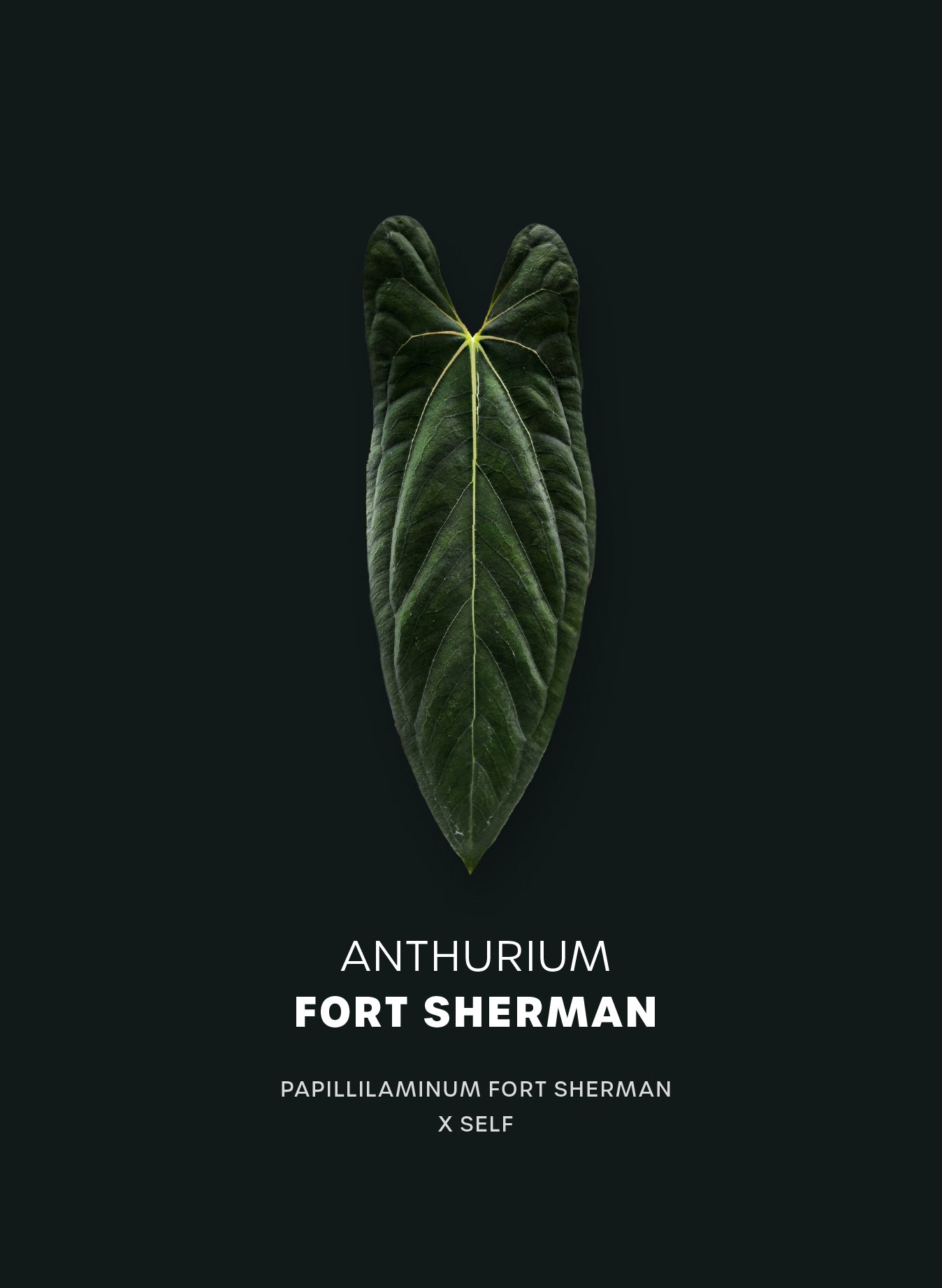 Anthurium Papillilaminum Fort Sherman - Seedlings - SMUKHI