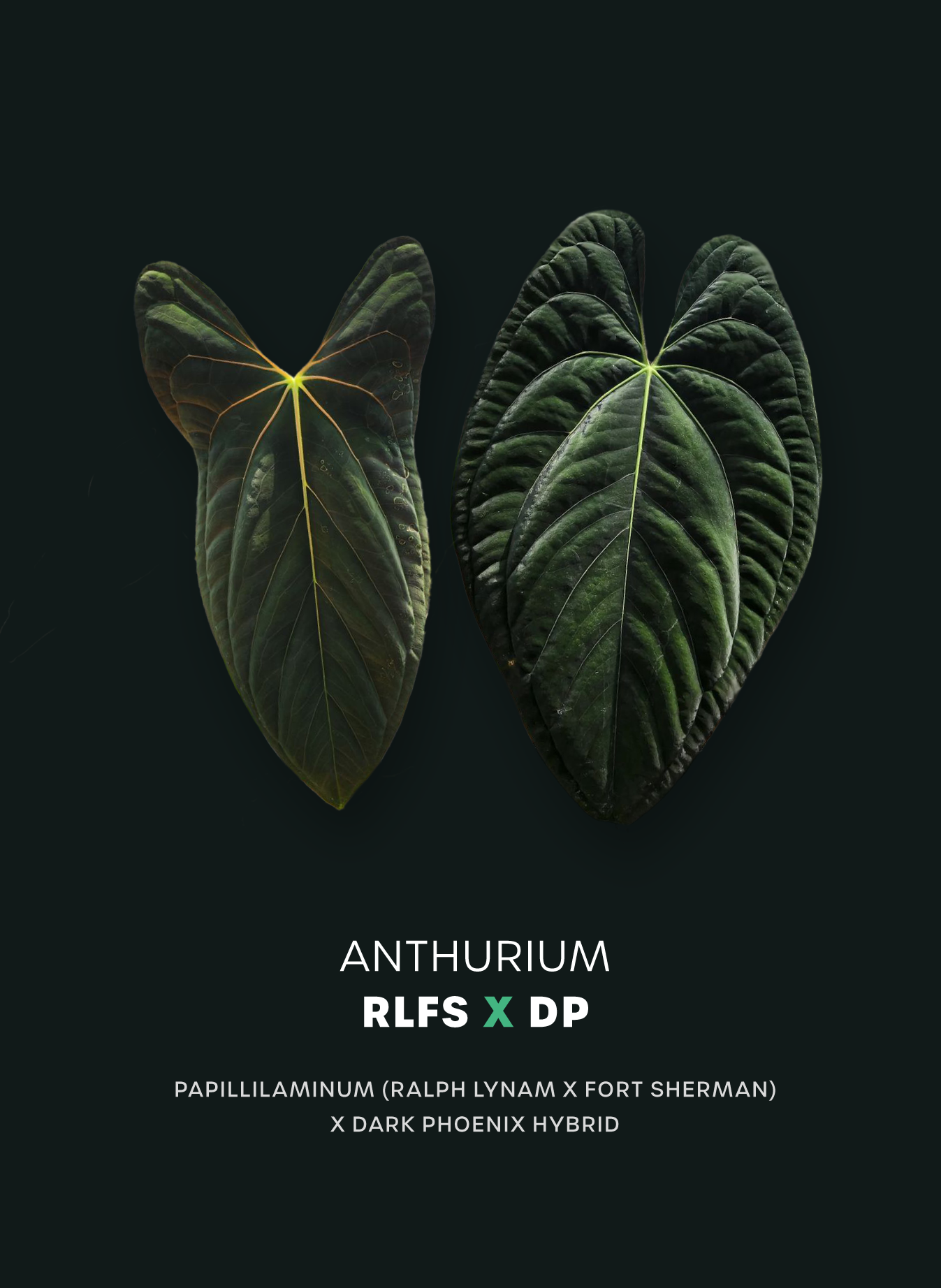 Anthurium RLFS x Dark Phoenix - Seedlings - SMUKHI