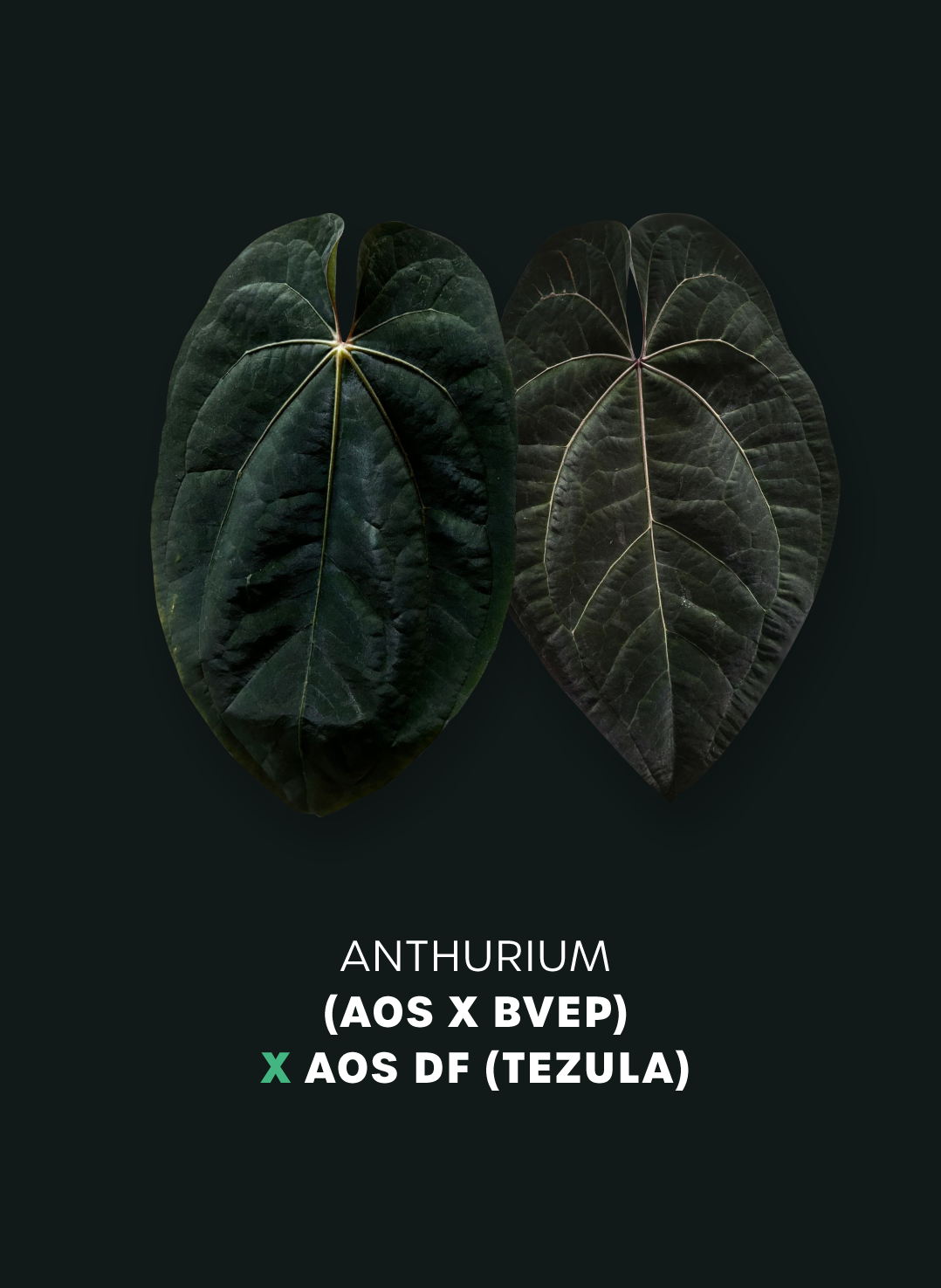 Anthurium (Ace of Spades x BVEP) x Ace of Spades DF - Seedling