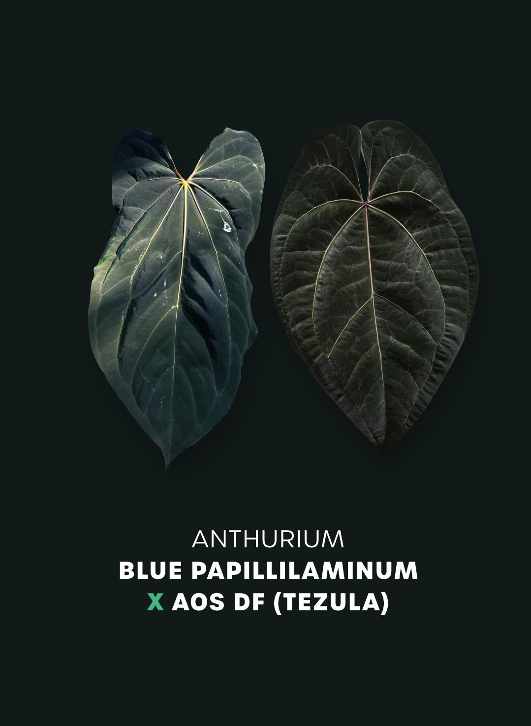 Anthurium Blue Papillilaminum x Ace of Spades DF - Seedling