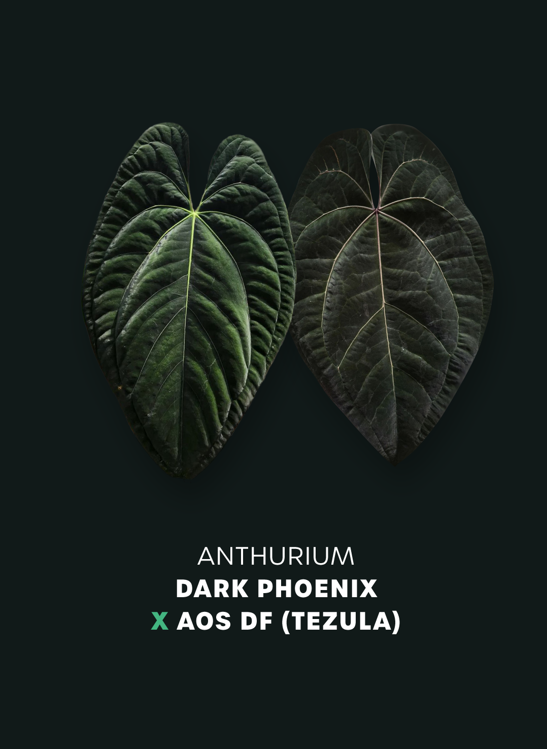 Anthurium Dark Phoenix x Ace of Spades DF - Seedling