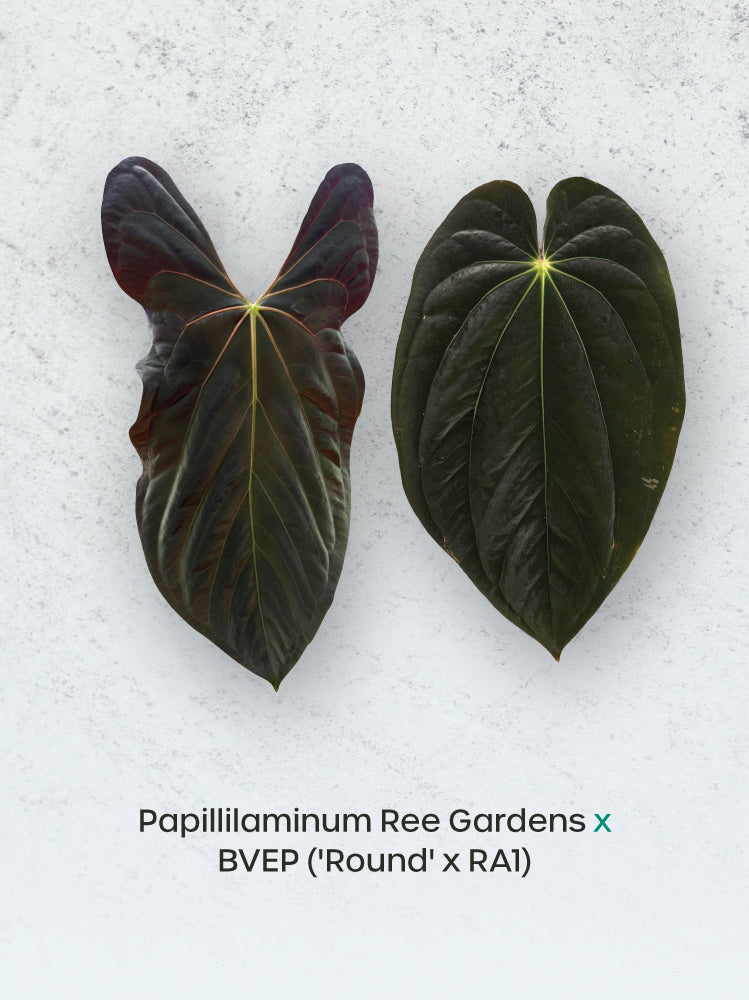 Anthurium papillilaminum Ree Gardens x BVEP plant with glossy green leaves, cultivated by SMUKHI, shown in a close-up image.